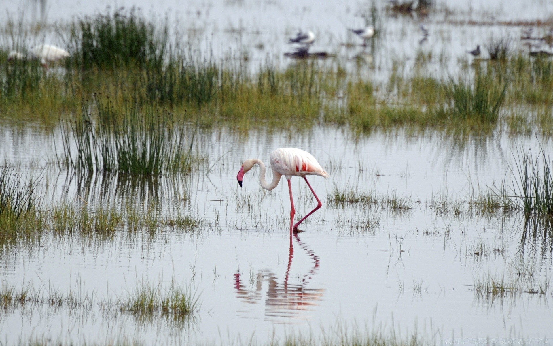 afrika su mart göl kuş yansıma yaban hayatı havuzu doğa bataklık hayvan boyun vahşi kuş kuşları herona sulak alanlar balıkçıl flamingo avian çevre