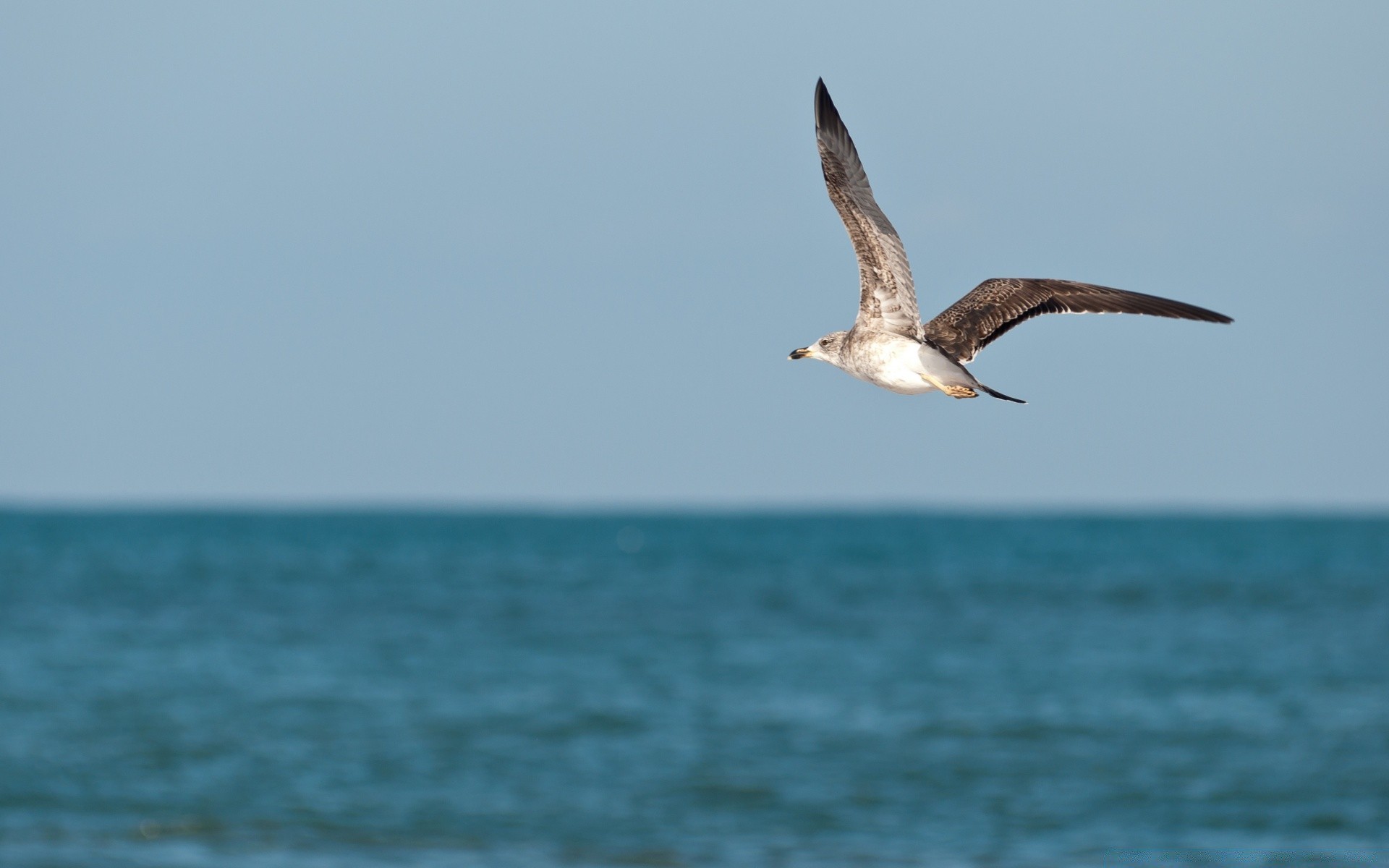 afrique eau mer oiseau nature mouettes océan plage à l extérieur la faune mer ciel été voyage