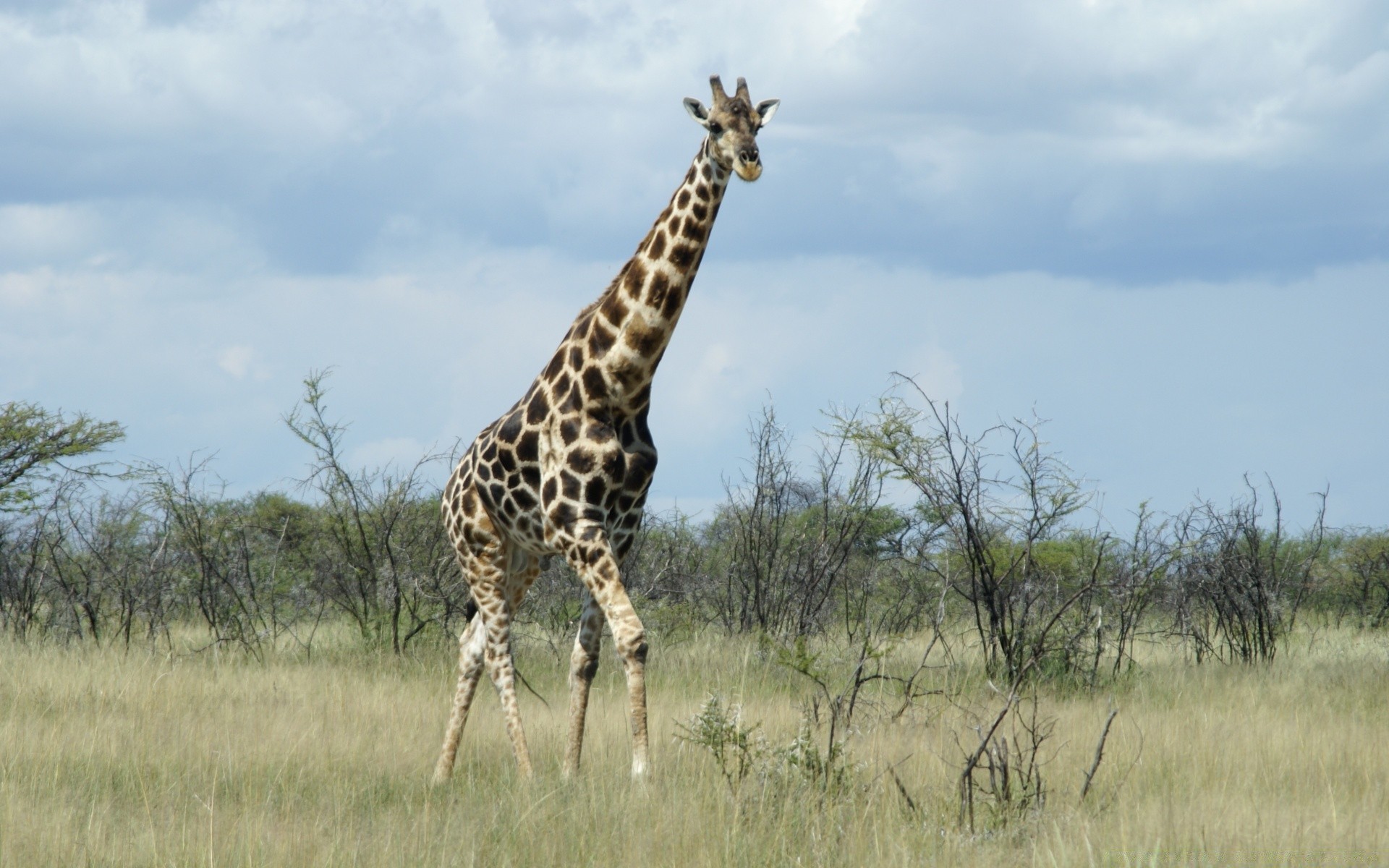 africa giraffe wildlife mammal safari savanna nature wild grassland grass animal outdoors neck kruger park reserve masai environment bush