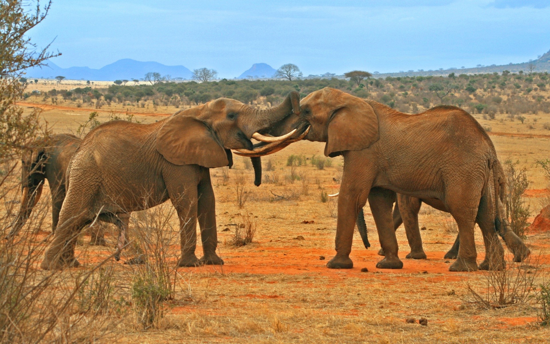 africa mammal elephant wildlife safari african elephant animal herd savanna wild trunk ivory grassland national nature bush grass park travel