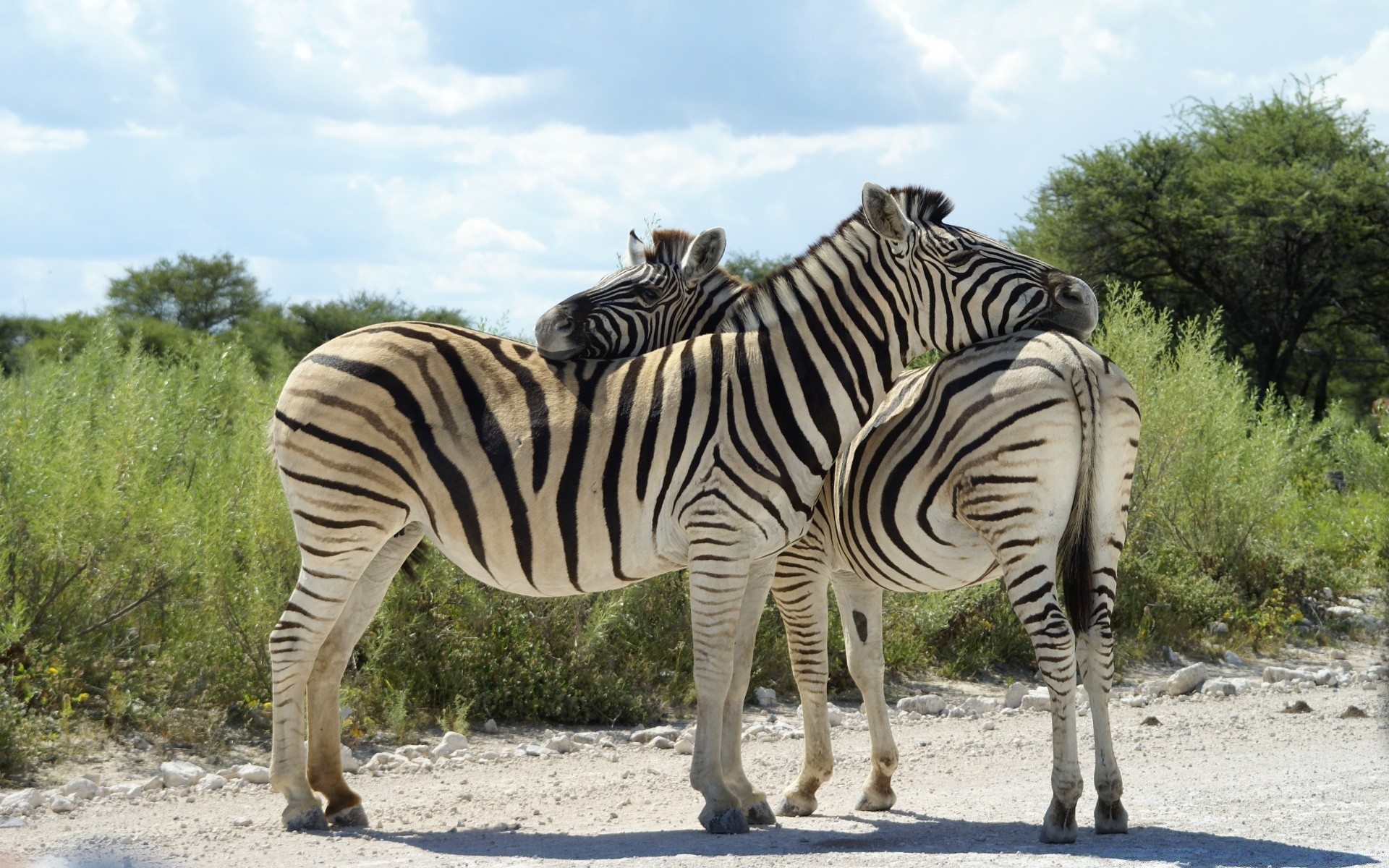 áfrica vida selvagem safari selvagem mamífero natureza zebra animal cabeça herbívoro savana grama reserva conservação