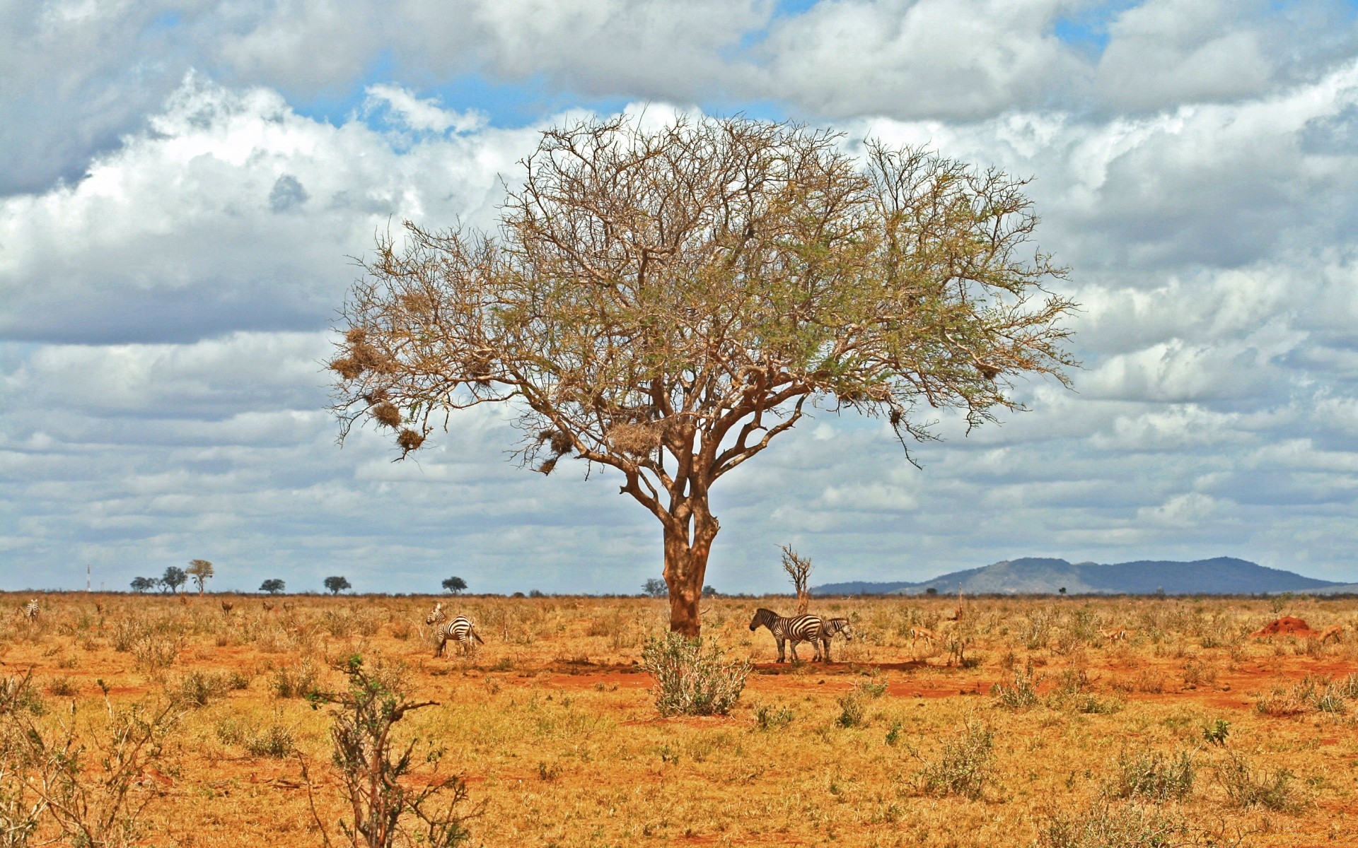 africa paesaggio albero natura cielo all aperto scenico ambiente asciutto viaggi rurale parco spettacolo flora paesaggio bel tempo campo orizzonte uno erba