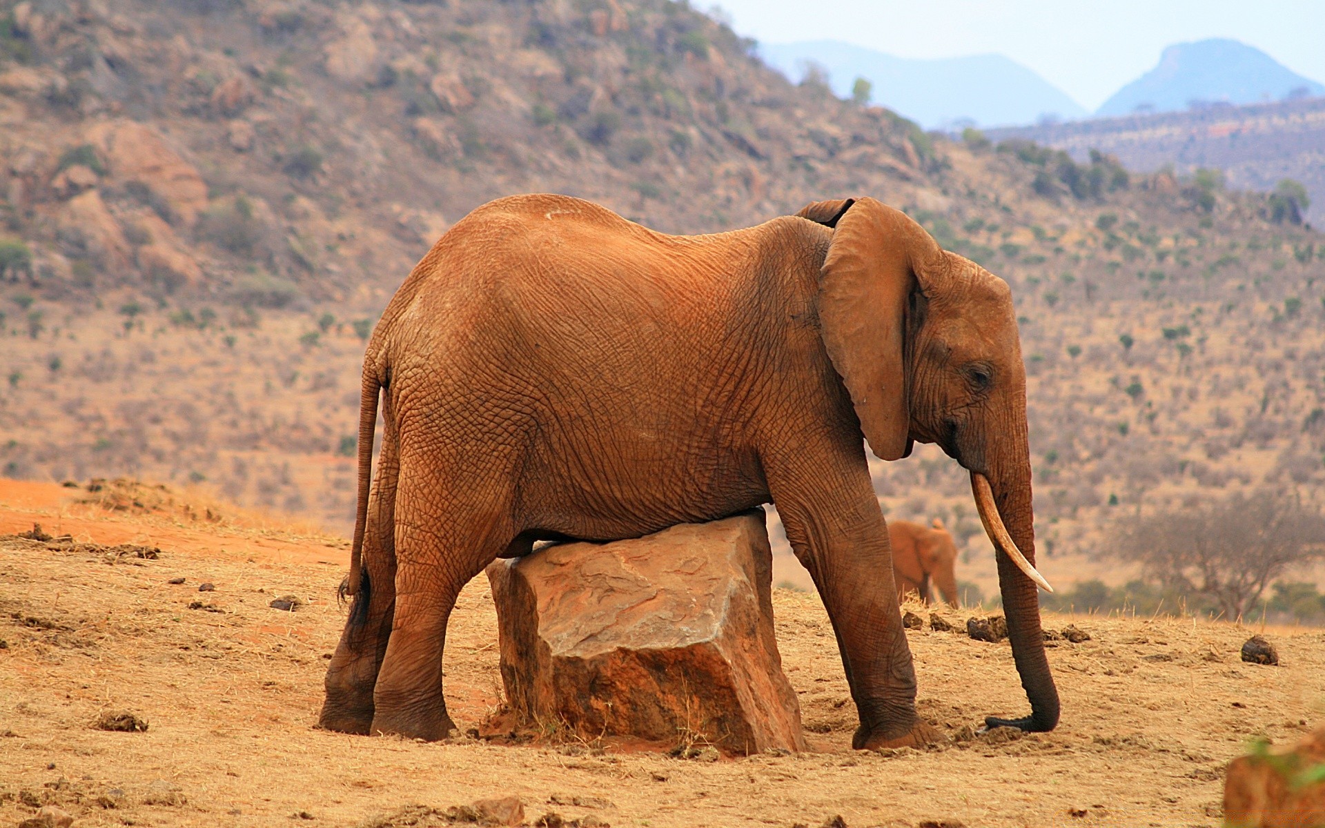 afrique mammifère faune éléphant safari voyage en plein air désert nature sauvage animal pâturage éléphant d afrique