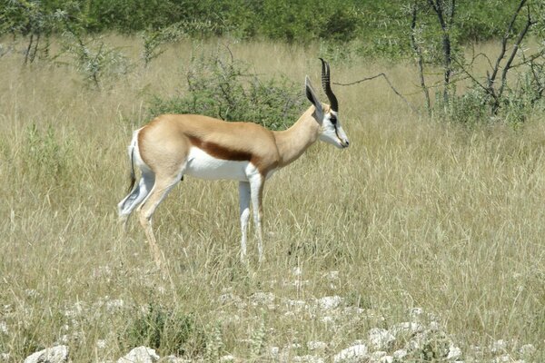 Antilopes africaines à l extérieur