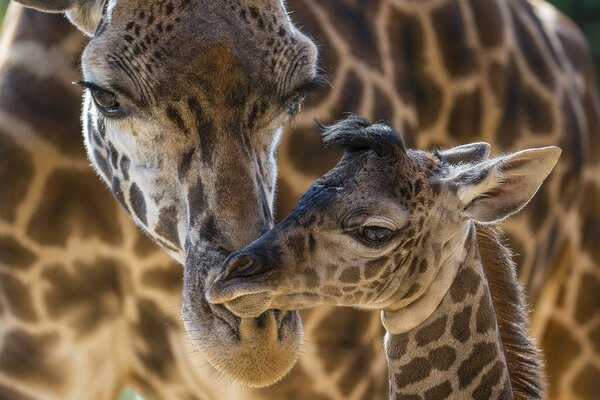 Girafas africanas vida selvagem