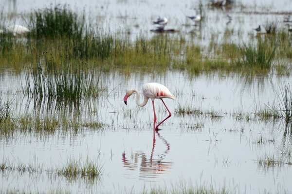 Flamants roses sur un lac africain