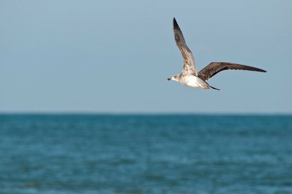 Ein Vogel, der auf der Suche nach Nahrung über das Meer fliegt