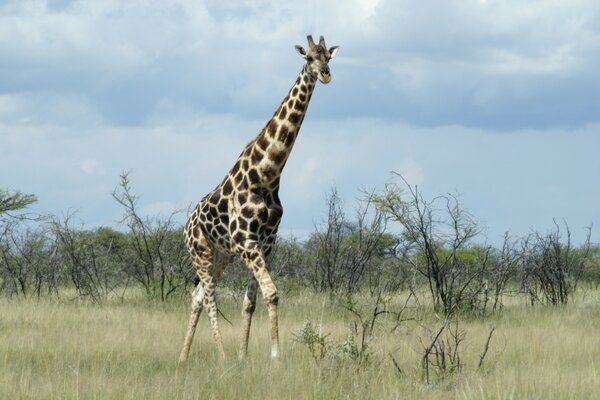 Giraffe in its natural habitat