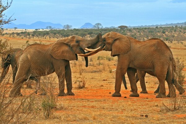 A herd of elephants against the background of the nature of the savannah