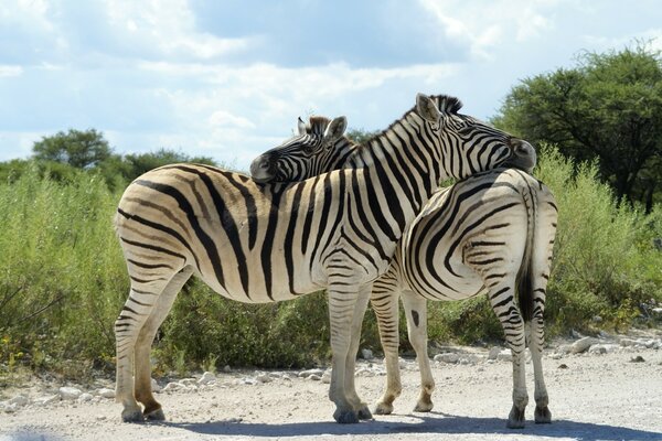 Afrikanische Wildtier-Zebras