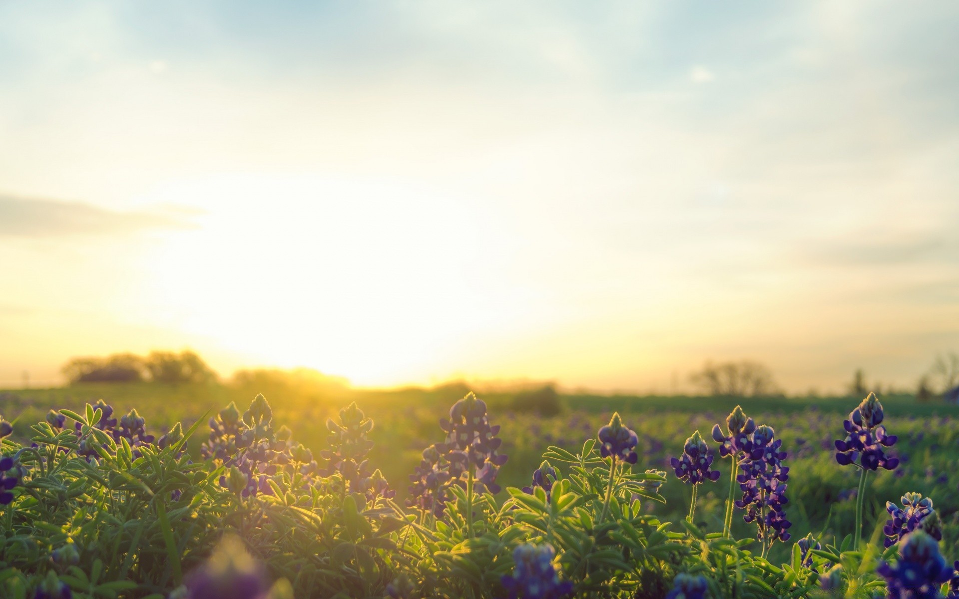 america flower landscape field nature outdoors summer sunset dawn agriculture hayfield flora grassland sun farm tree cropland daylight rural grass