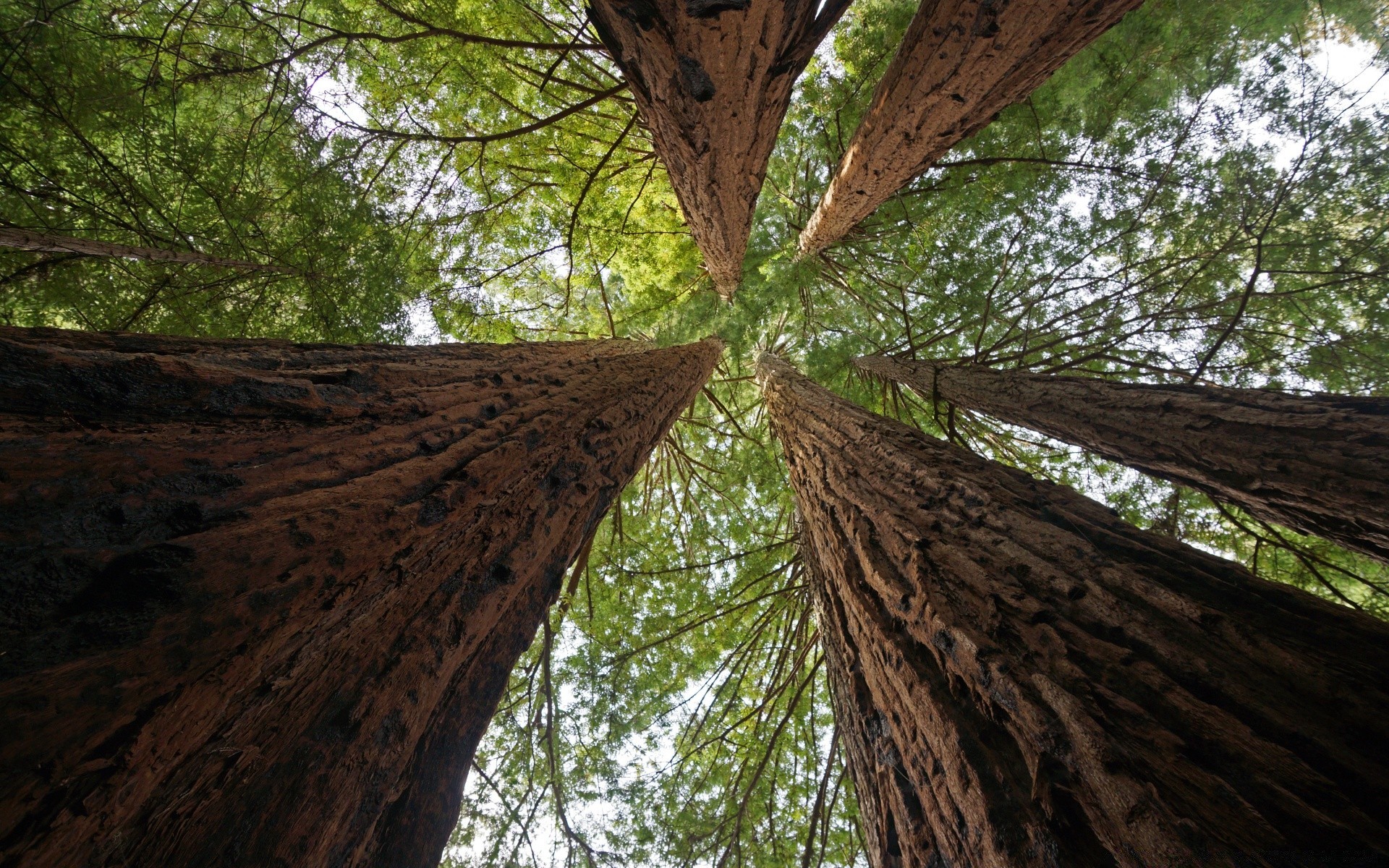 américa madera madera naturaleza al aire libre luz del día medio ambiente viajes parque paisaje hoja coníferas