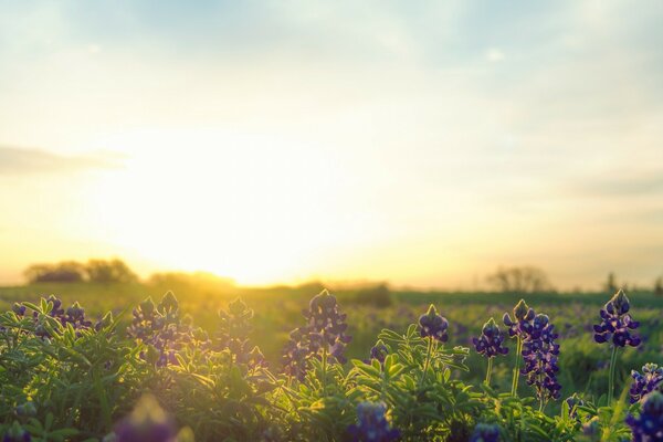 Las flores en el campo crean un patrón, la naturaleza en todo su esplendor apareció a la vista