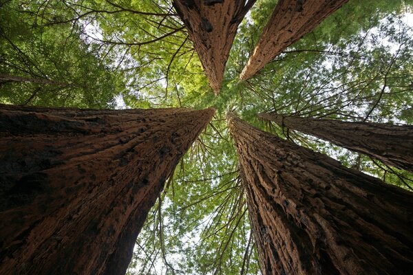 أشجار عمرها قرن في الهواء الطلق