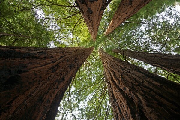 Century-old trees in the open air