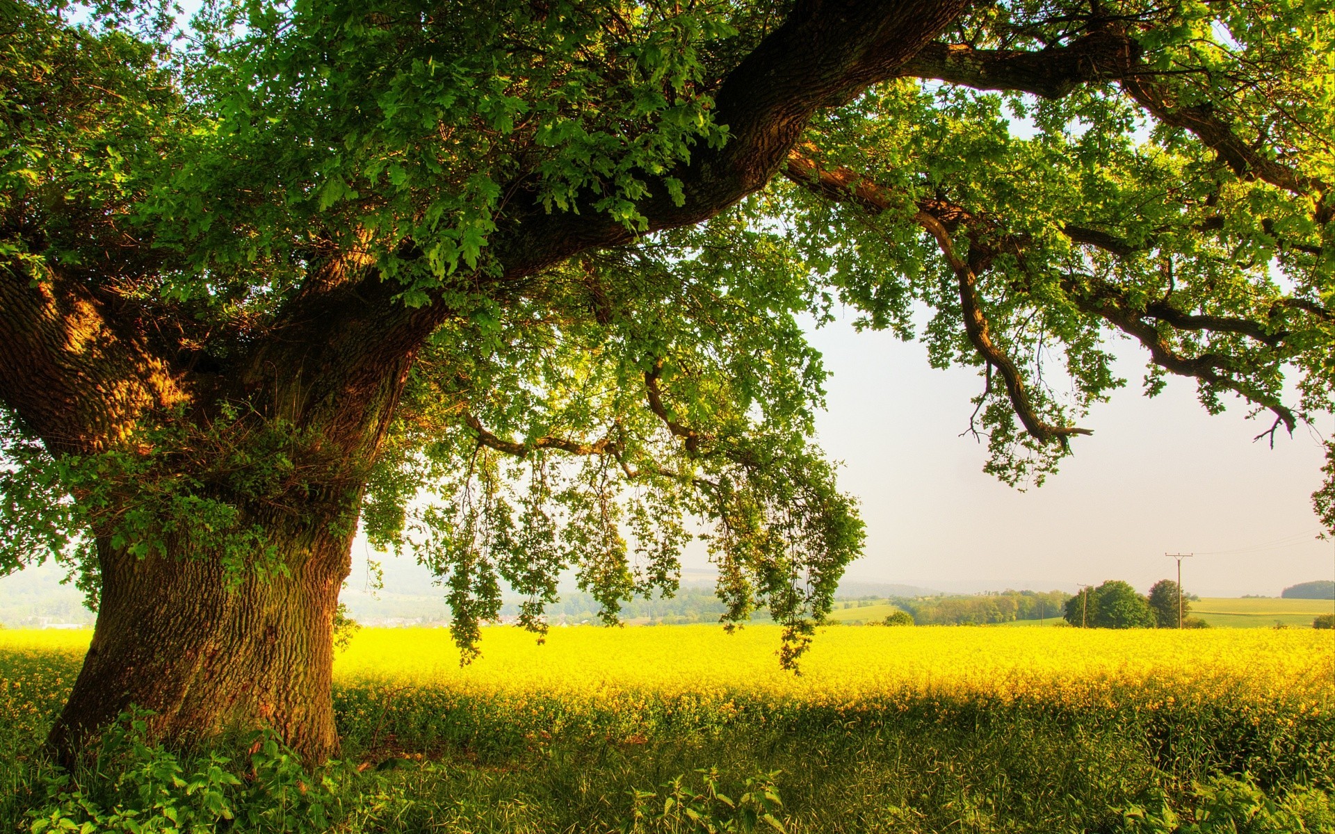 landscapes tree landscape nature wood countryside rural outdoors leaf agriculture growth scenic country summer flora season environment grass fair weather field