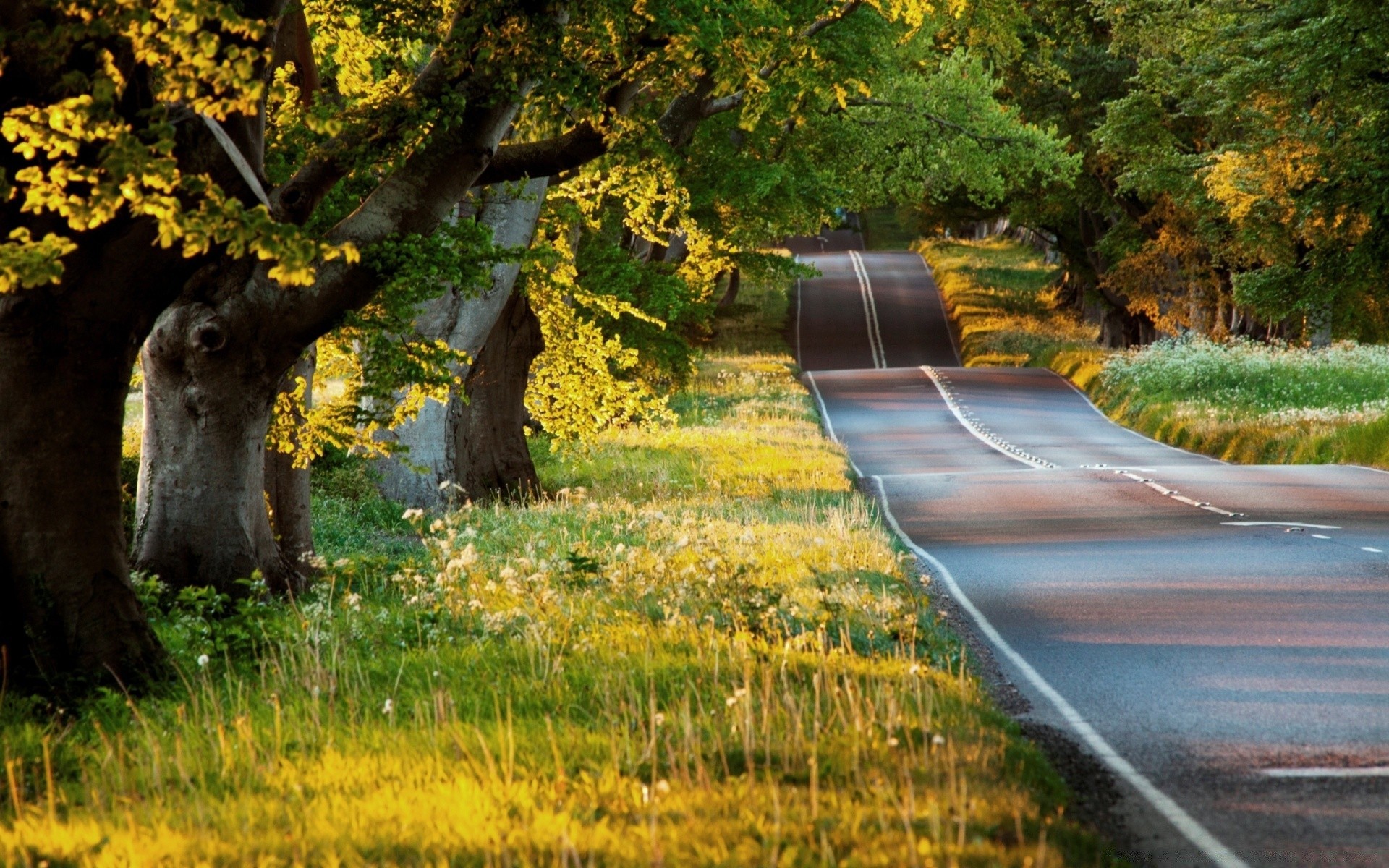 landscapes fall tree nature wood leaf outdoors water landscape grass guidance park travel road scenic color season