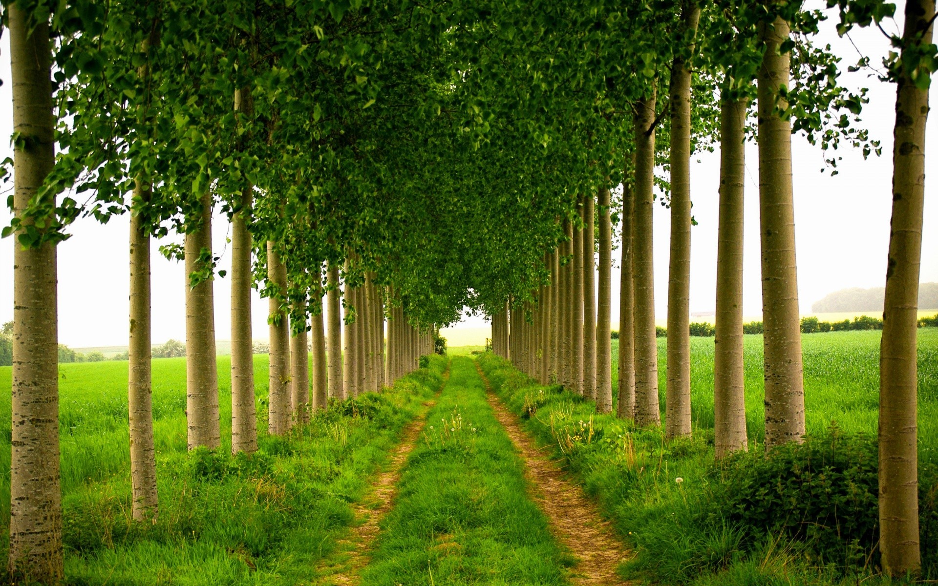 paysage feuille à l extérieur arbre herbe nature parc paysage beau temps