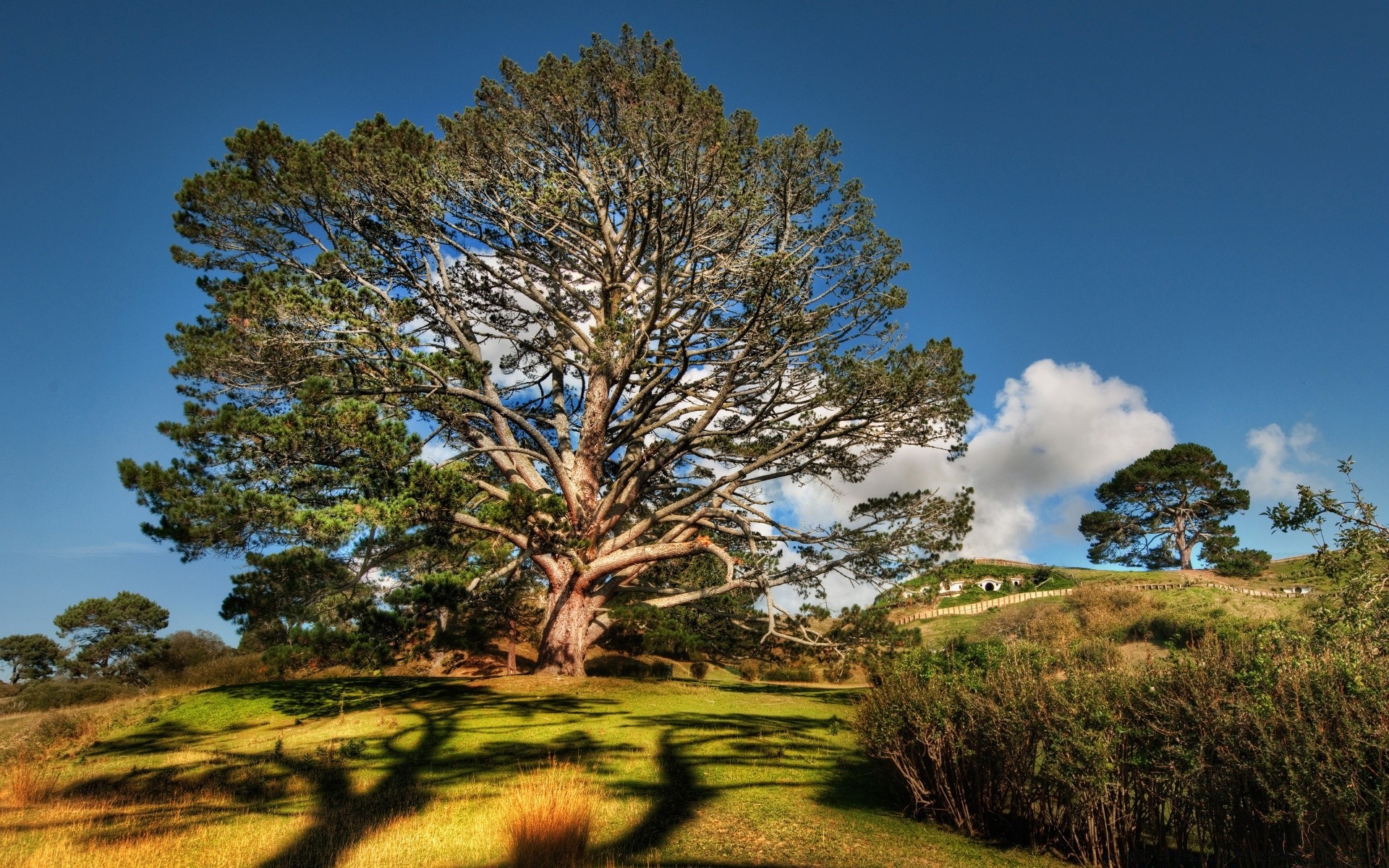 landscapes tree landscape nature grass outdoors sky wood countryside travel rural scenic hayfield dawn field summer