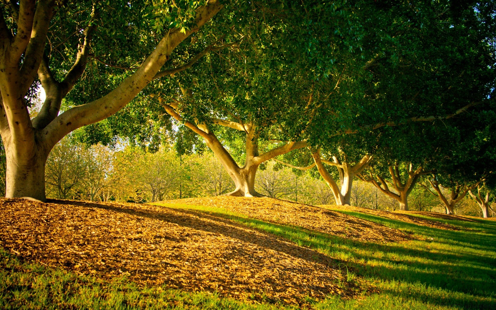 landscapes tree wood nature landscape outdoors leaf grass environment countryside flora summer rural park season growth