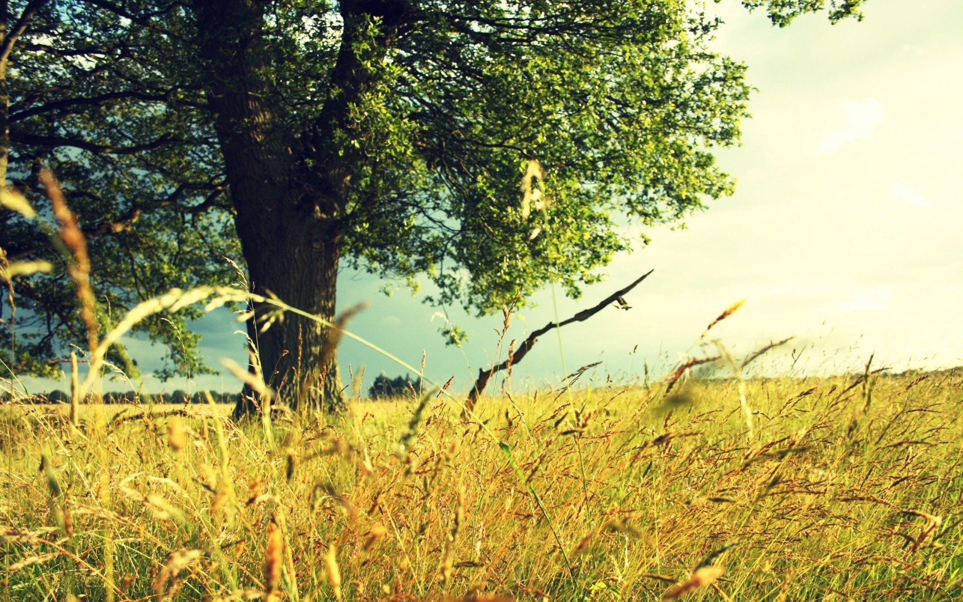 landscapes landscape nature grass outdoors environment tree growth summer wood fair weather field dawn season sun flora hayfield countryside scene rural