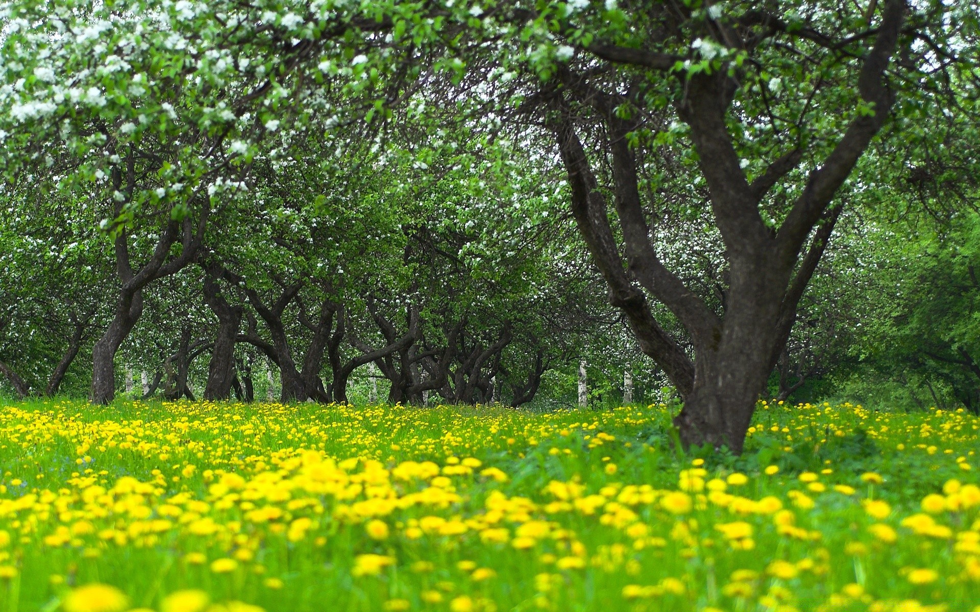 paisagens paisagem flor natureza grama feno verão flora rural campo ambiente temporada árvore folha país crescimento cena parque jardim bom tempo