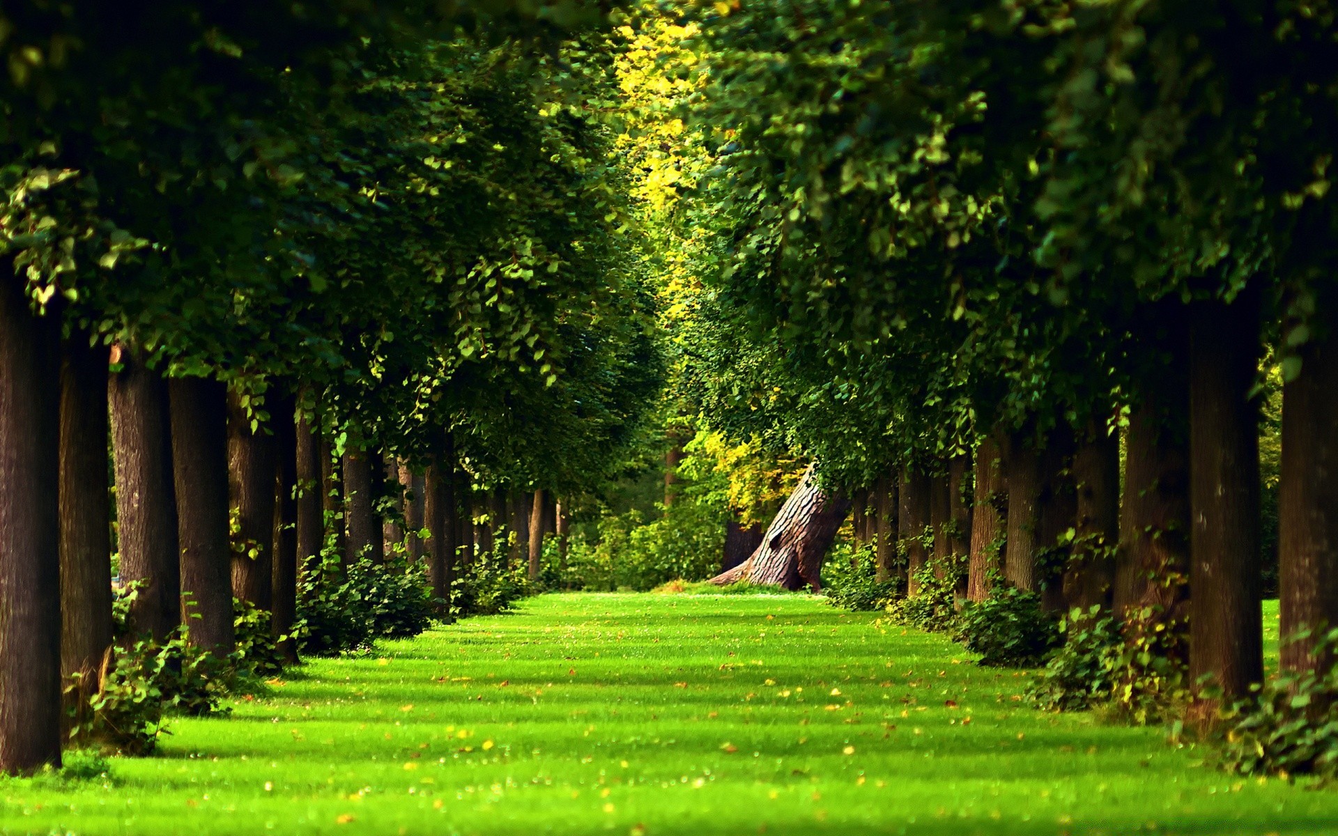 landschaft baum gras park natur landschaft blatt holz garten rasen guide sommer im freien umwelt licht straße blume gutes wetter sonne