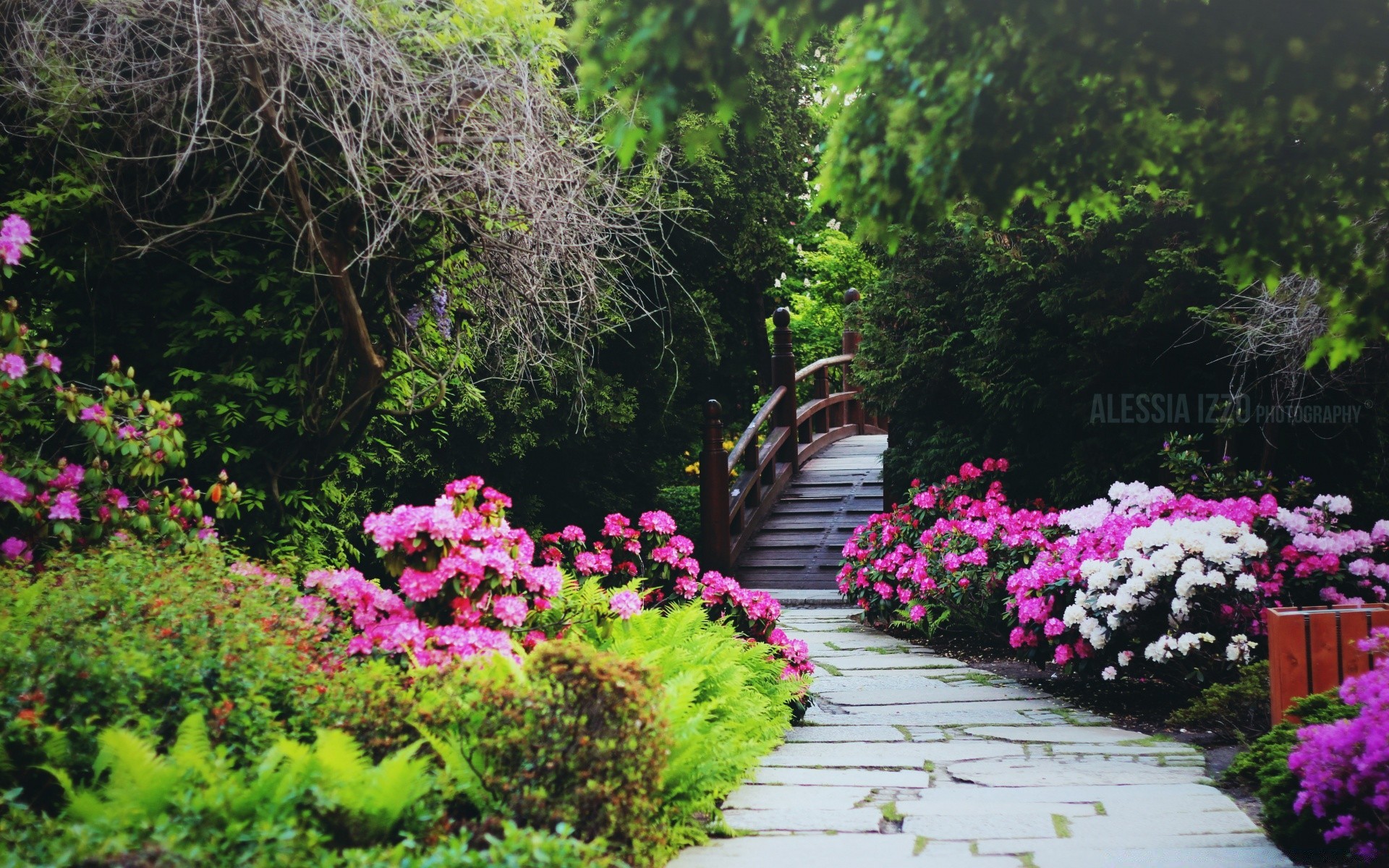 landscapes flower garden nature flora summer tree outdoors landscape leaf rhododendron park shrub grass color