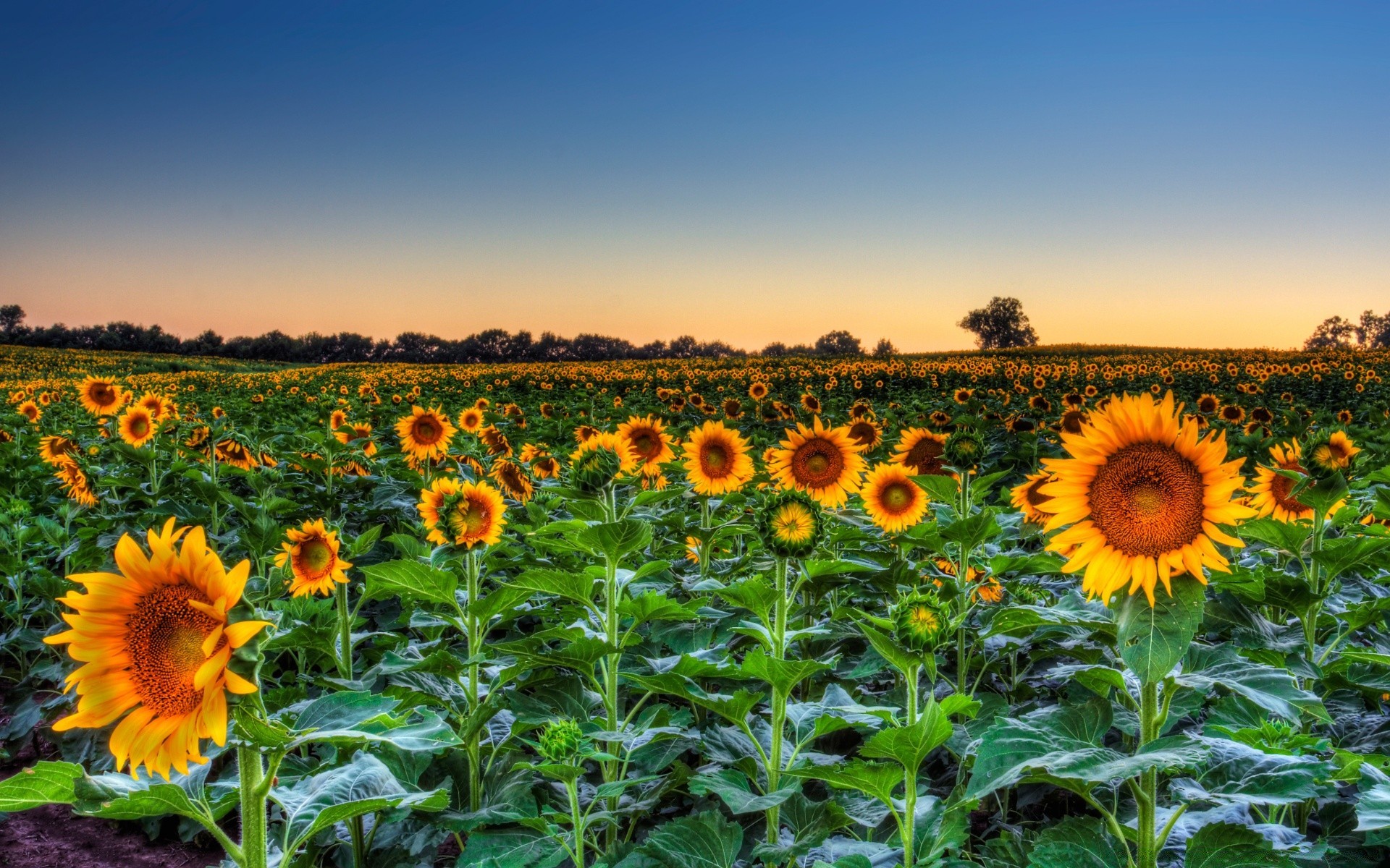 landscapes sunflower field agriculture rural summer flora nature farm flower sun bright vibrant growth plantation seed country hayfield sunny fair weather color