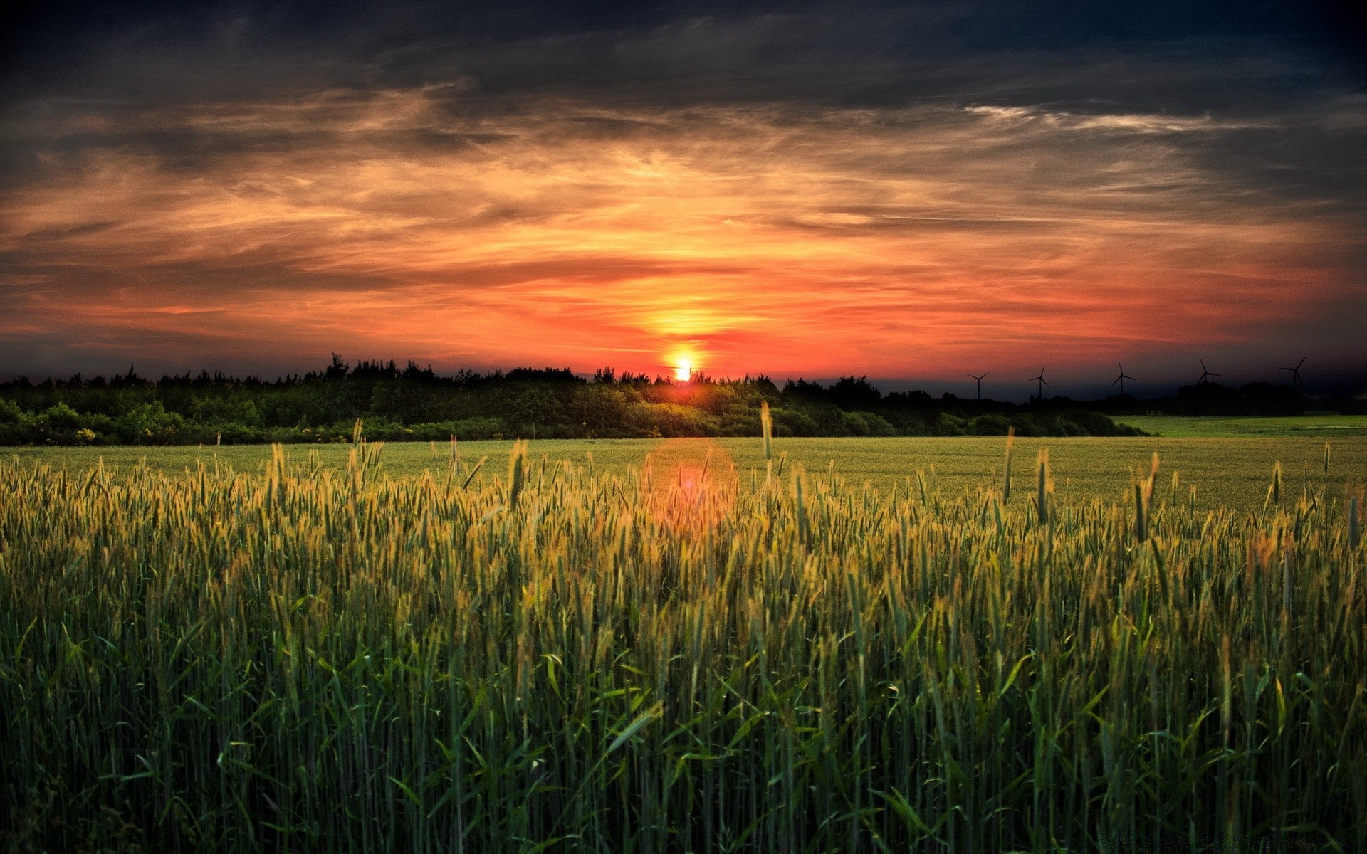 landscapes cereal rural field wheat corn pasture countryside nature landscape sun agriculture dawn outdoors sky crop summer grass farm sunset