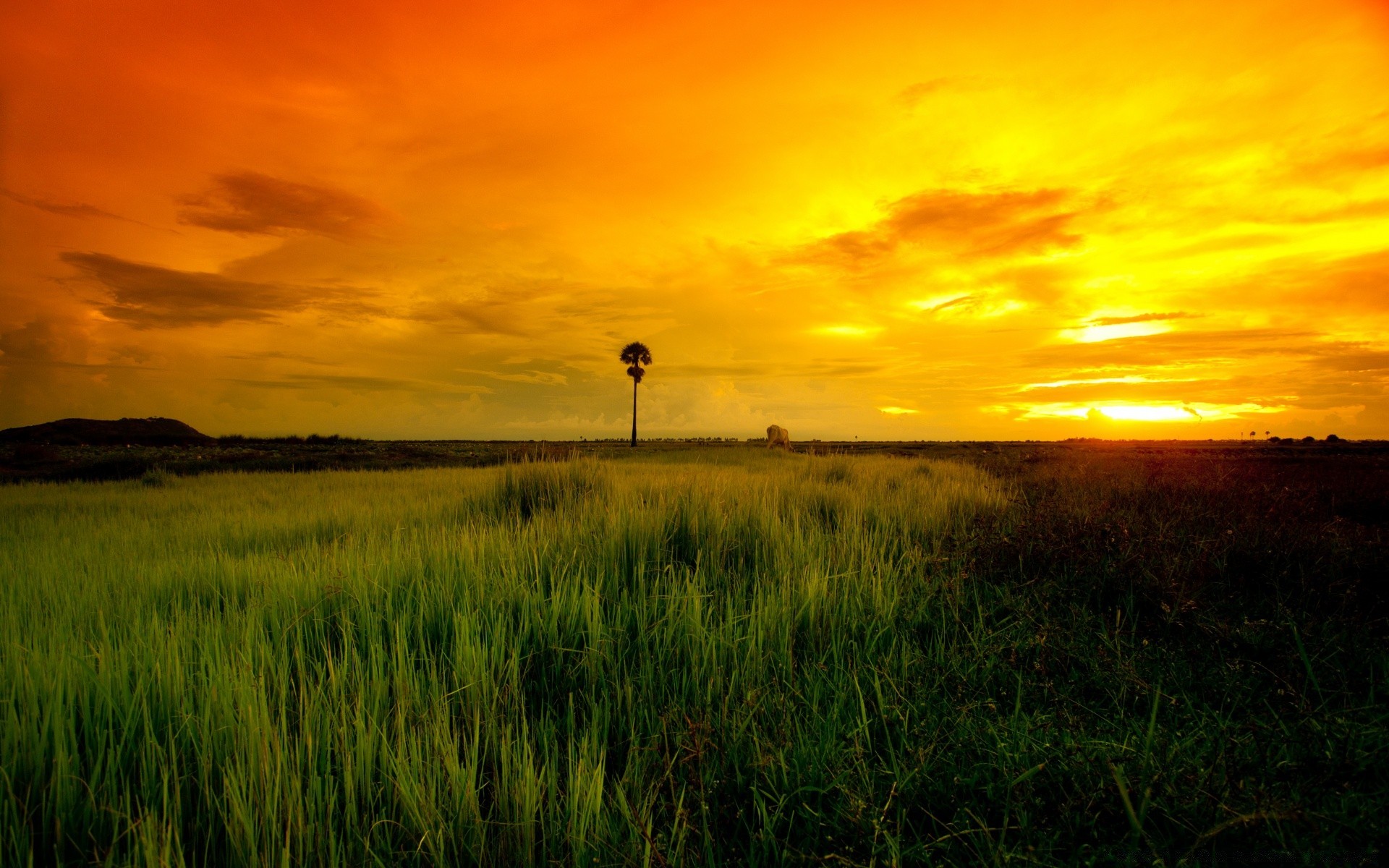 landschaft sonnenuntergang landschaft feld dämmerung sonne natur weizen landwirtschaft bauernhof himmel des ländlichen flocken landschaft gras im freien dämmerung abend bebautes land gutes wetter