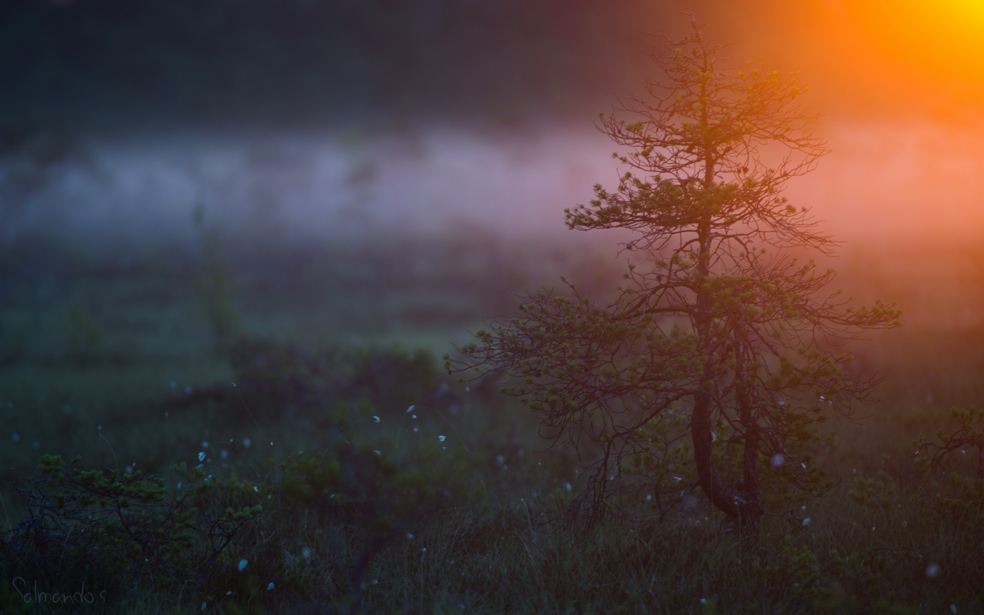 landschaft landschaft nebel natur im freien licht nebel dämmerung baum sonne herbst umwelt farbe sonnenuntergang desktop wetter gutes wetter himmel