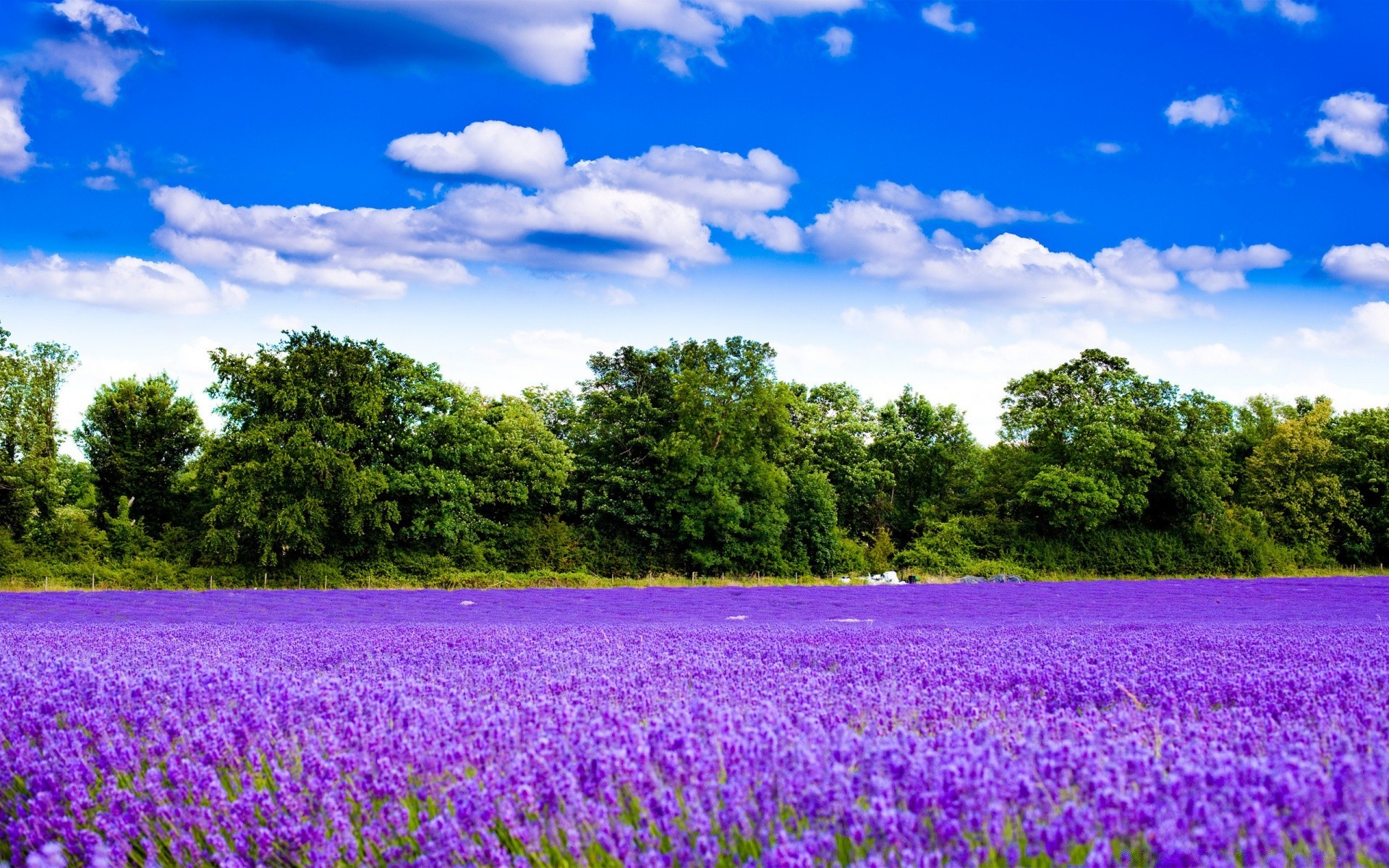 landschaft natur blume sommer des ländlichen feld flora heuhaufen landschaft im freien landschaft landwirtschaft idylle bauernhof baum gras gutes wetter landschaftlich garten farbe