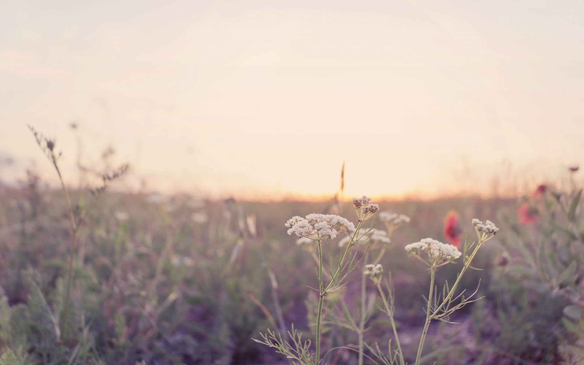 landscapes flower field landscape nature dawn grass flora sun grassland sunset sky outdoors hayfield fog summer wild fair weather color environment