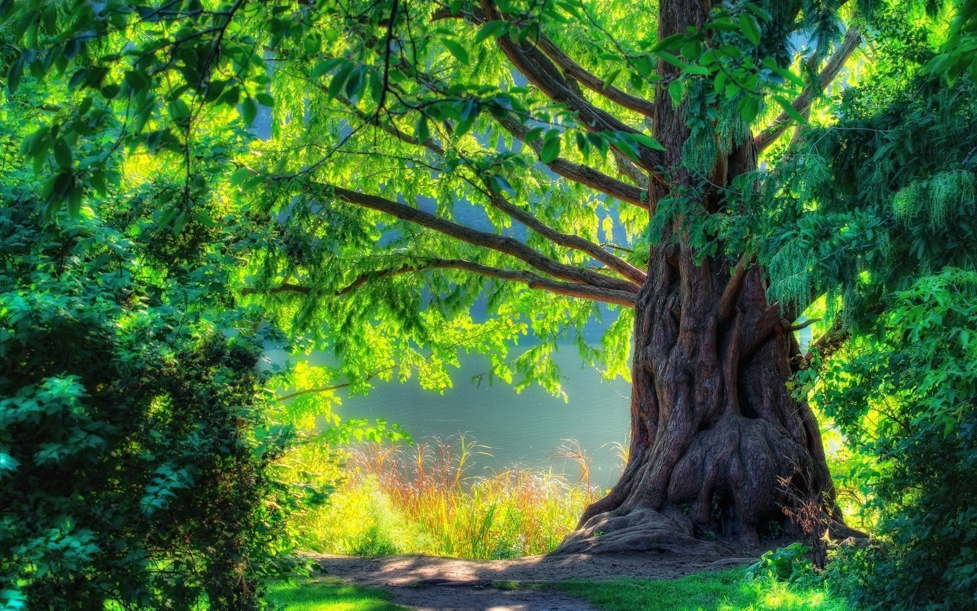 paysage arbre bois nature paysage feuille parc été flore à l extérieur environnement branche scénique tronc saison beau temps voyage herbe paysage soleil