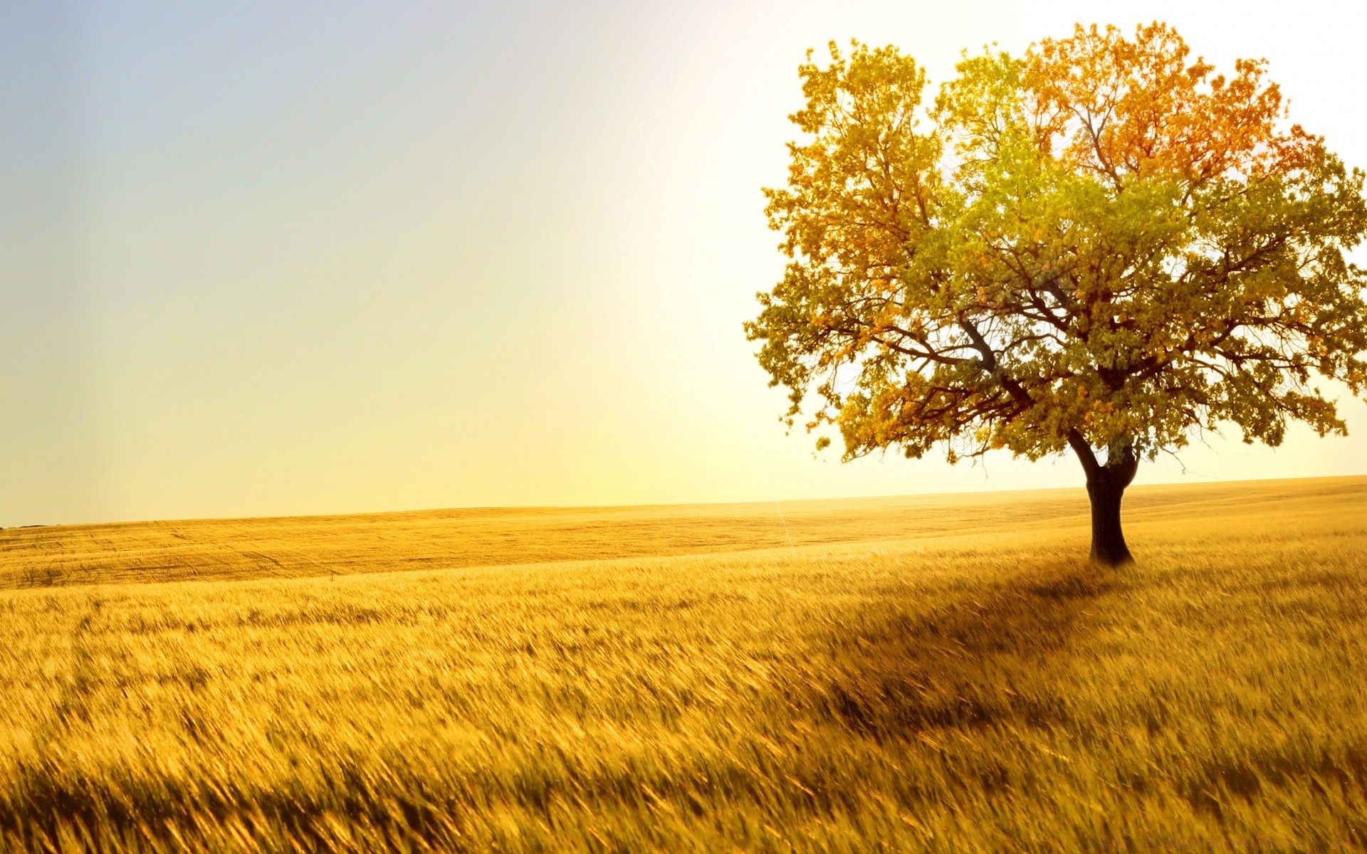 landschaft landschaft natur baum sonne feld gold des ländlichen herbst landschaft sonnenuntergang land dämmerung jahreszeit gutes wetter himmel