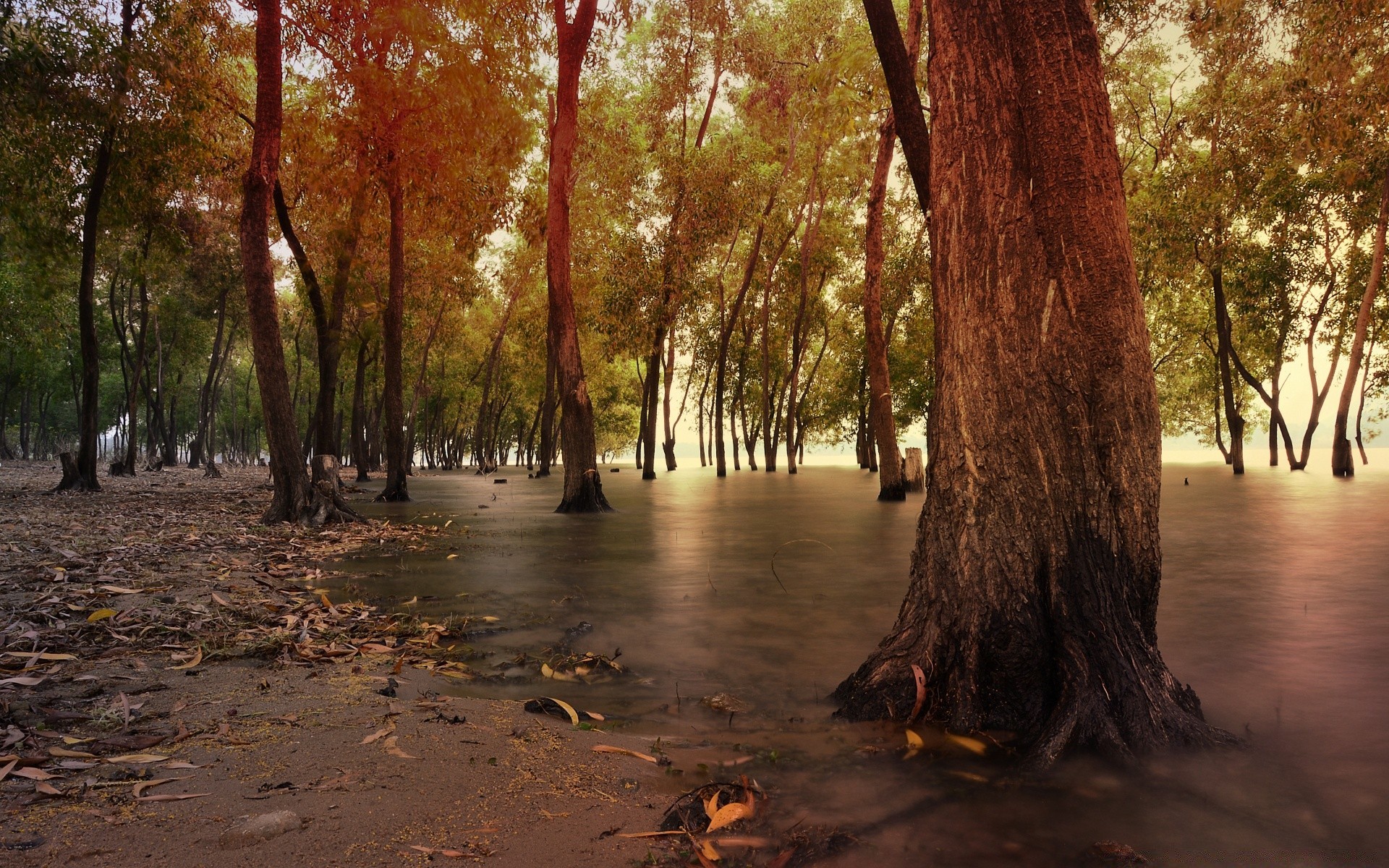 landscapes tree wood nature dawn landscape leaf outdoors fall fair weather water environment sun park