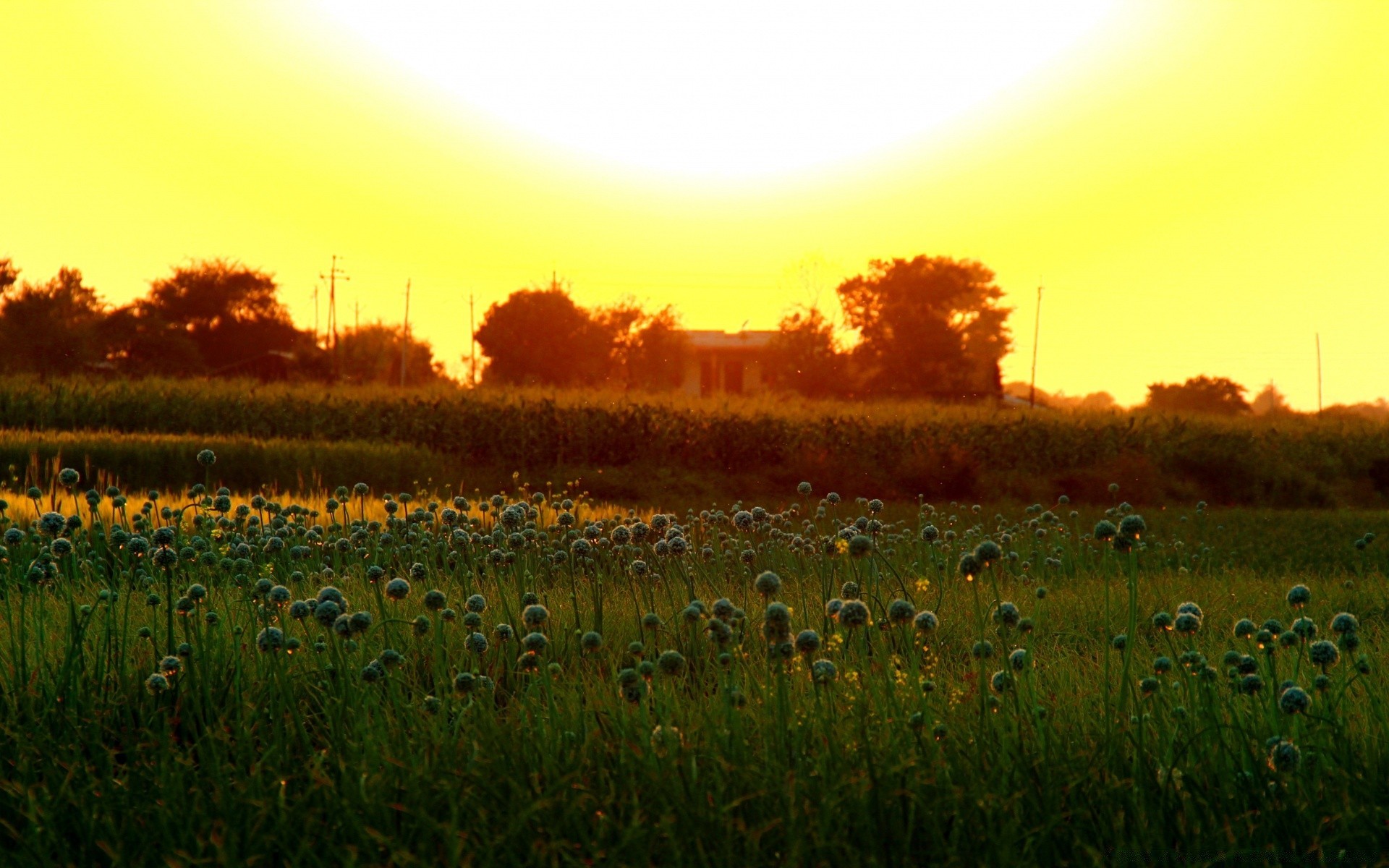 landscapes landscape field nature dawn sunset agriculture rural farm sun countryside grass outdoors fall tree hayfield sky evening