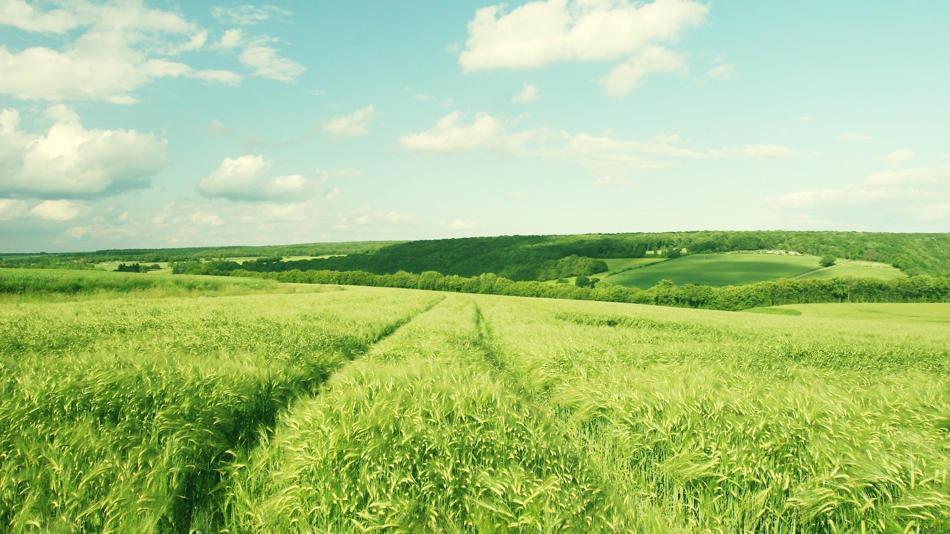 paysage rural champ agriculture pâturage été campagne ferme croissance nature paysage herbe sol céréales pays terres agricoles flore à l extérieur récolte blé