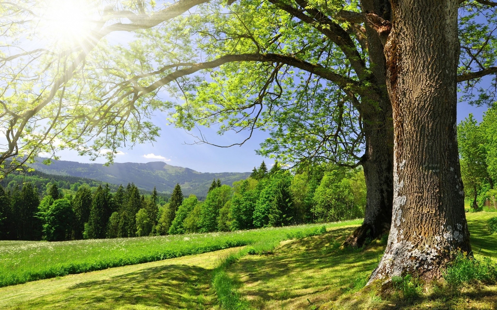 landschaft baum landschaft natur holz landschaftlich saison blatt gras im freien park gutes wetter des ländlichen raumes sommer mittwoch herbst landschaft landschaft tageslicht szene