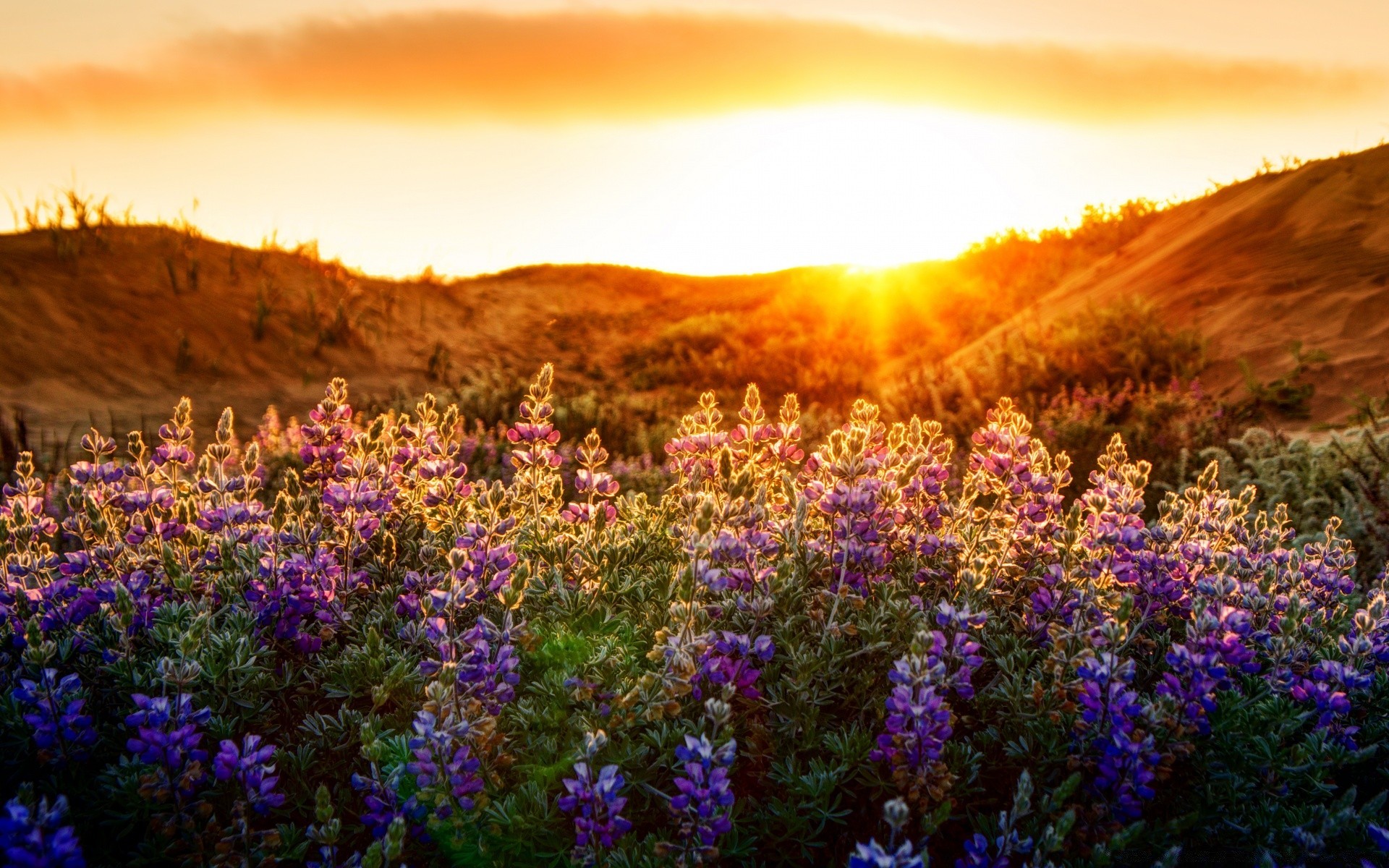 paysage nature paysage fleur aube coucher de soleil à l extérieur foin soir pâturages montagnes rural champ herbe crépuscule lupin soleil flore ciel