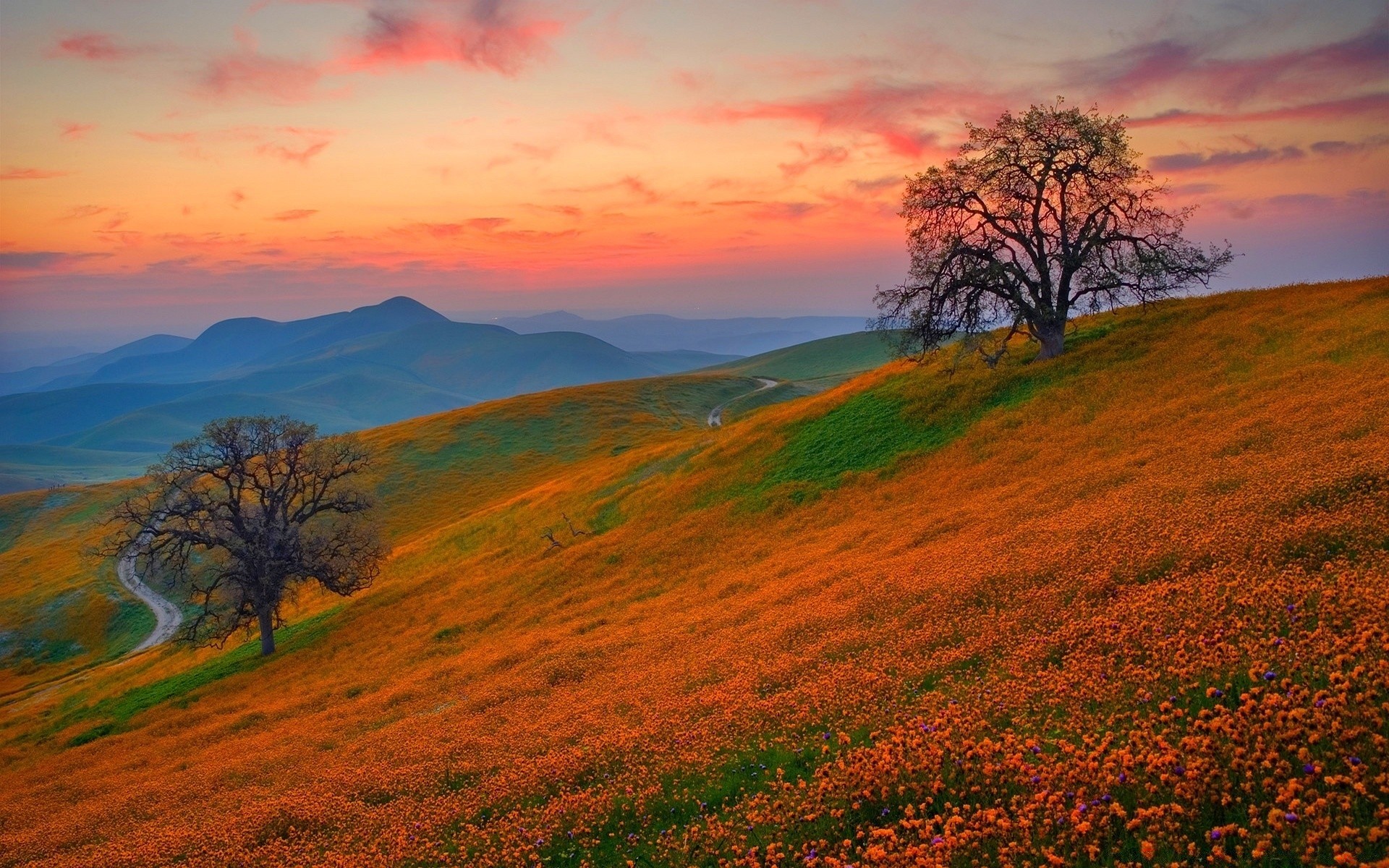 landscapes landscape nature outdoors sunset grass dawn rural tree sky countryside fair weather sun fall summer scenic bright