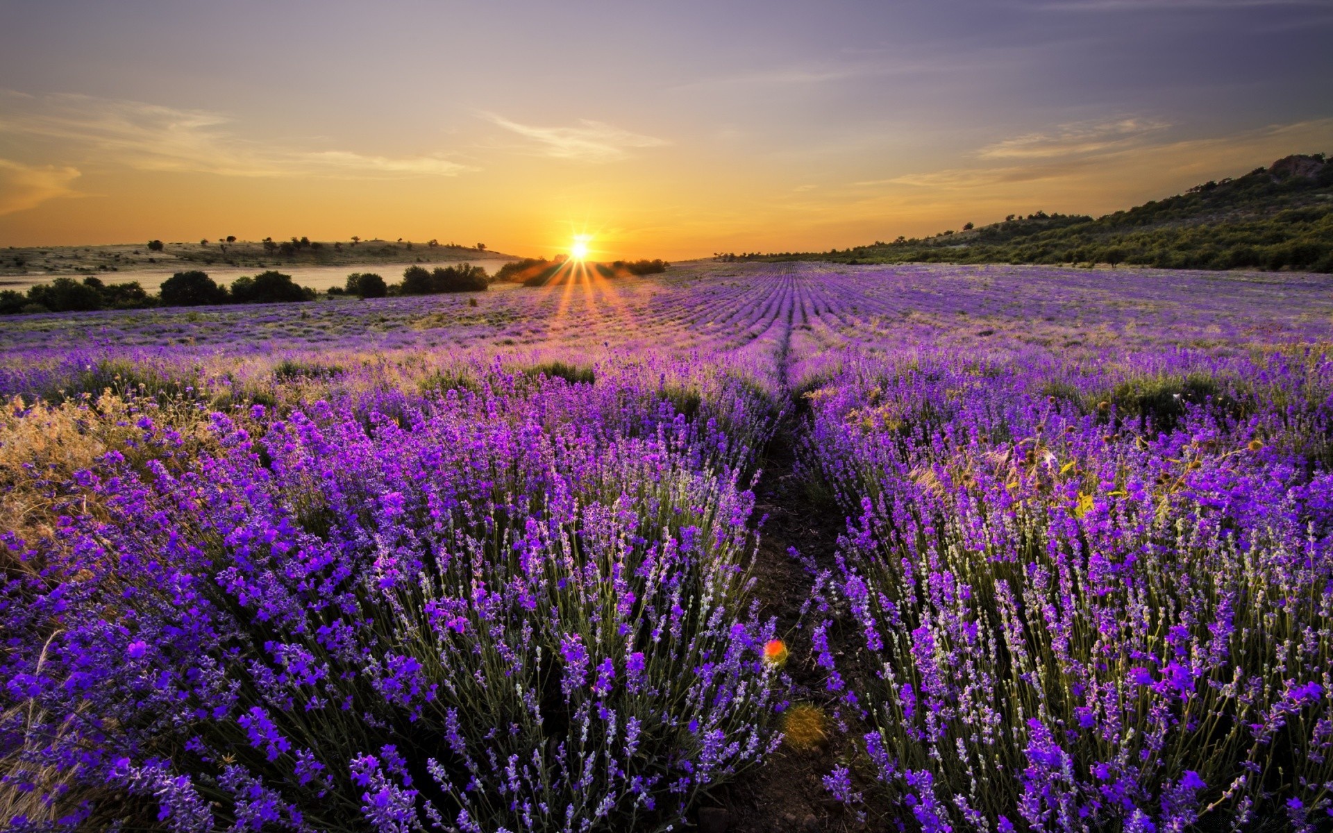 paesaggio fiore natura campo paesaggio lavanda all aperto campagna flora estate rurale fieno