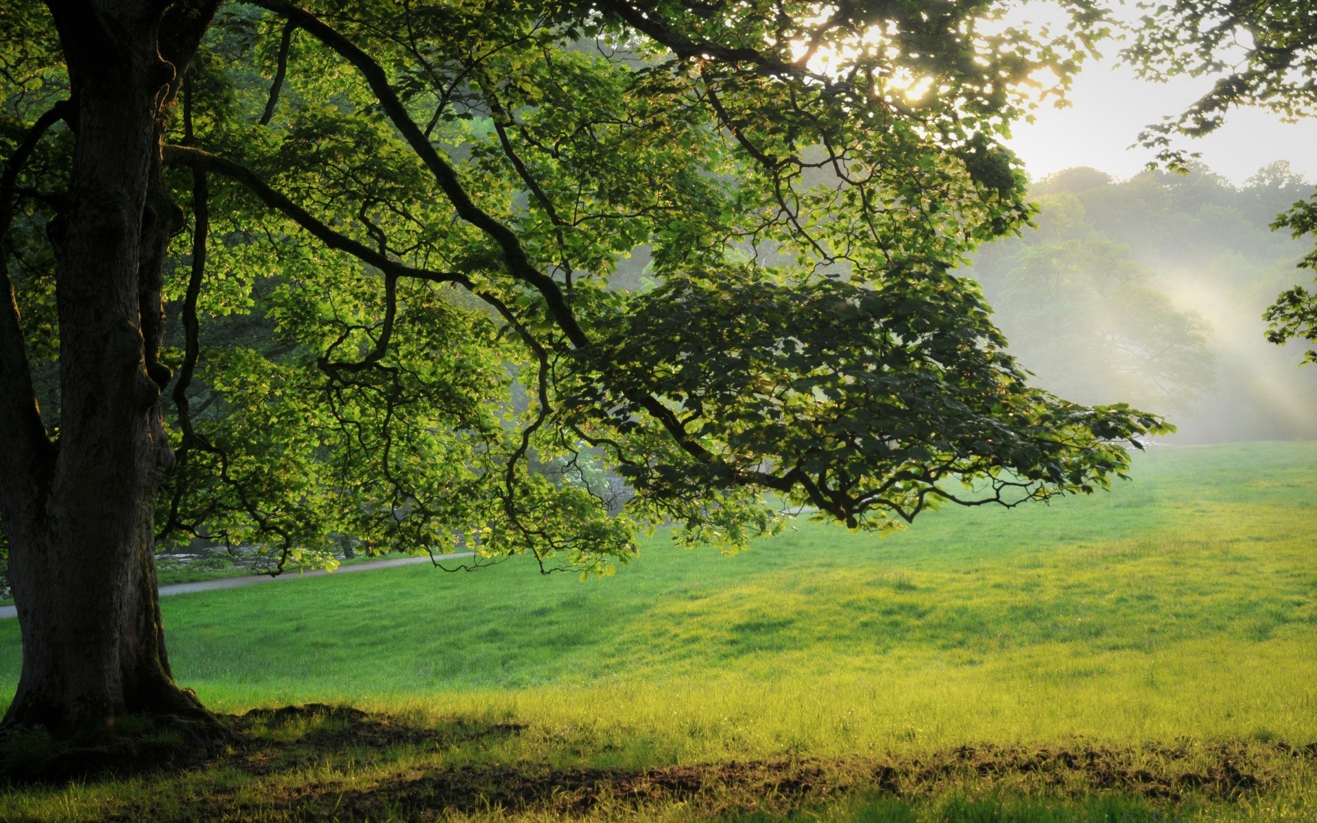 paisaje paisaje árbol madera naturaleza escénico hierba amanecer miércoles buen tiempo hoja al aire libre paisaje parque exuberante sol temporada campo heno verano