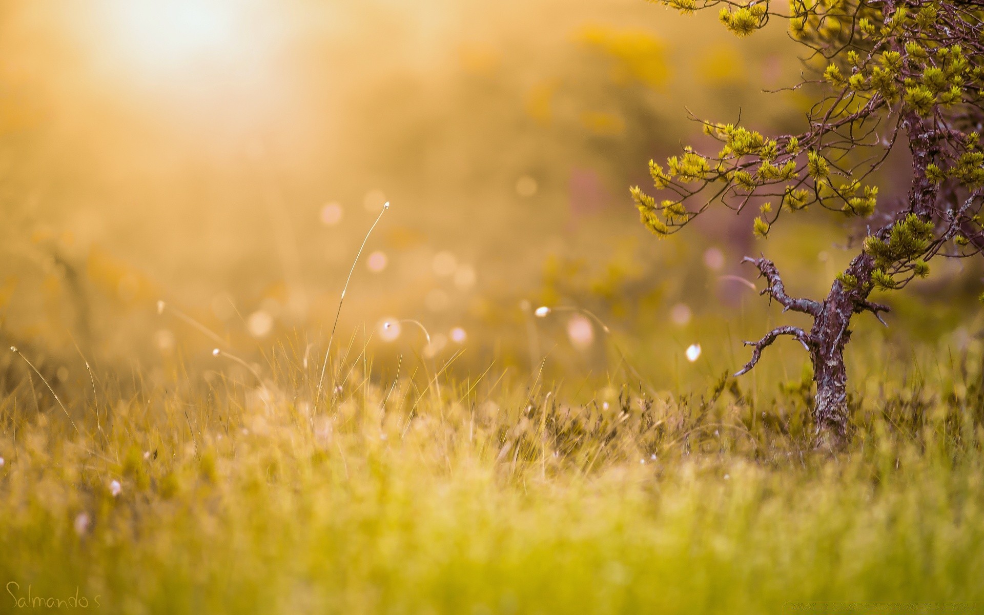 krajobrazy natura trawa pole słońce dobra pogoda świt lato sianokosy krajobraz sezon jesień kolor kwiat flora na zewnątrz zachód słońca wiejski wiejski złoty liść