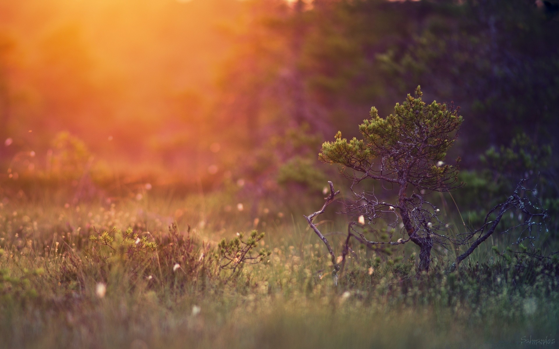 landscapes nature flower landscape color outdoors tree fall grass wood flora desktop light dawn beautiful blur park season field garden