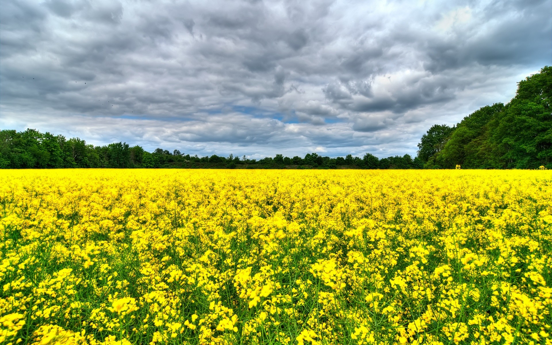 landschaft landwirtschaft feld ernte bauernhof des ländlichen landschaft natur blume flora landschaft heuhaufen sommer im freien öl umwelt boden ölsaaten wachstum weide