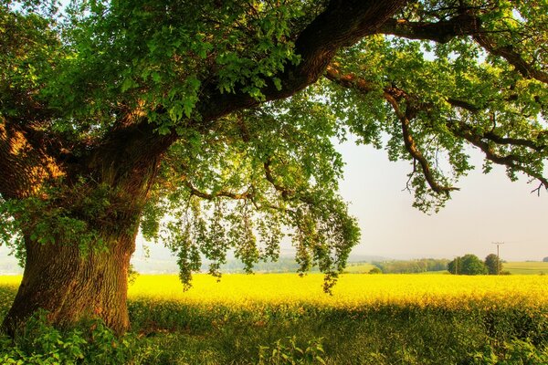 Uma bela árvore entre um campo de girassóis