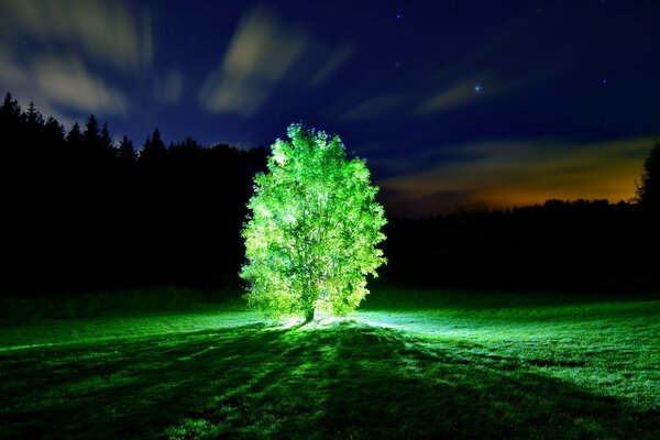 Leuchtender grüner Baum im Feld