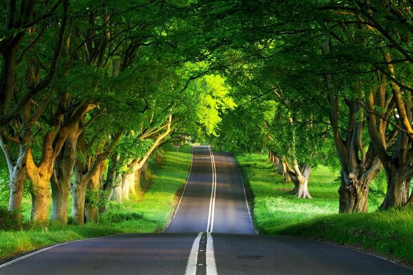 Beautiful road going into the forest